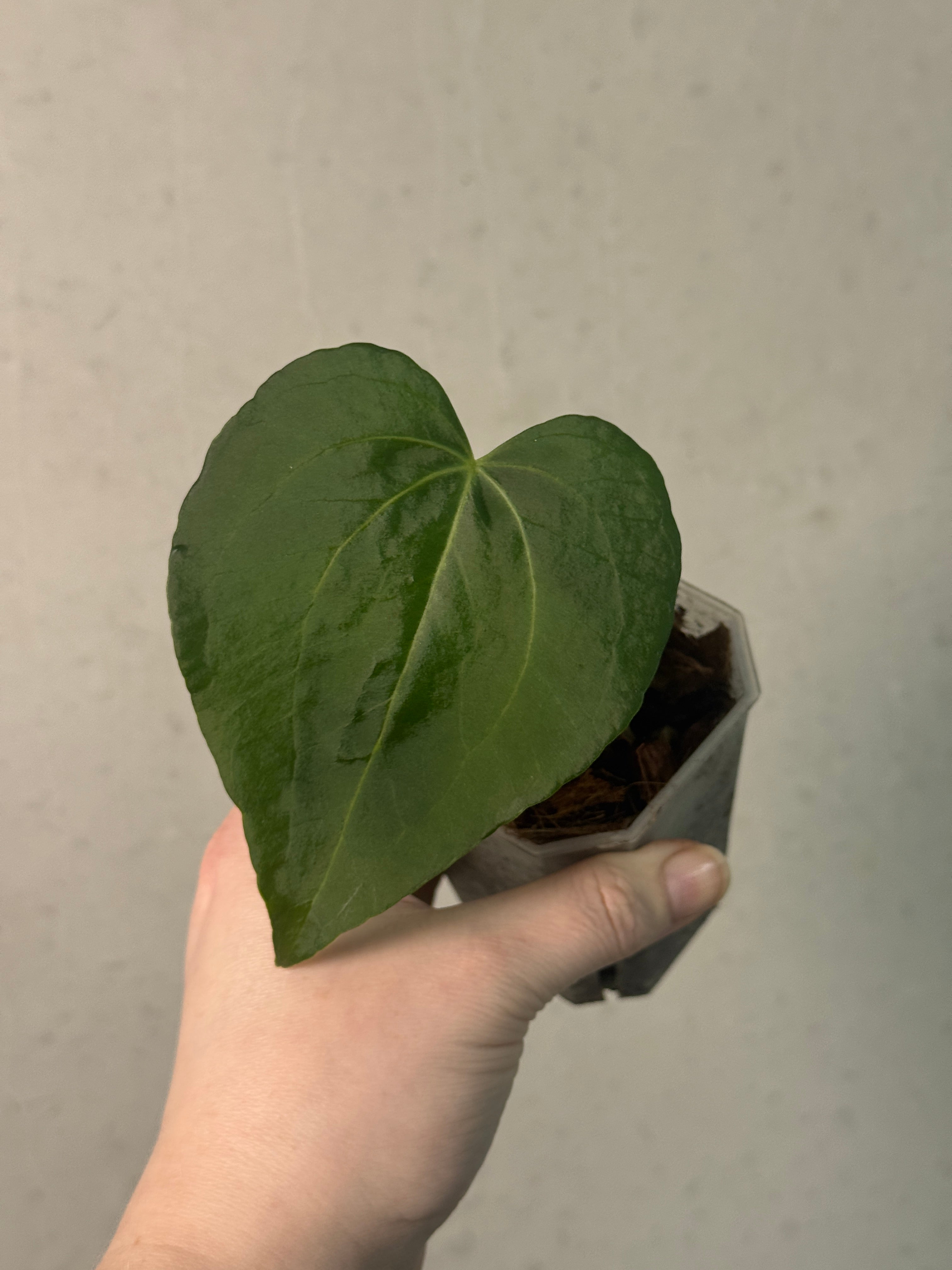 Anthurium Clarinervium Mutated - Clone - SMUKHI