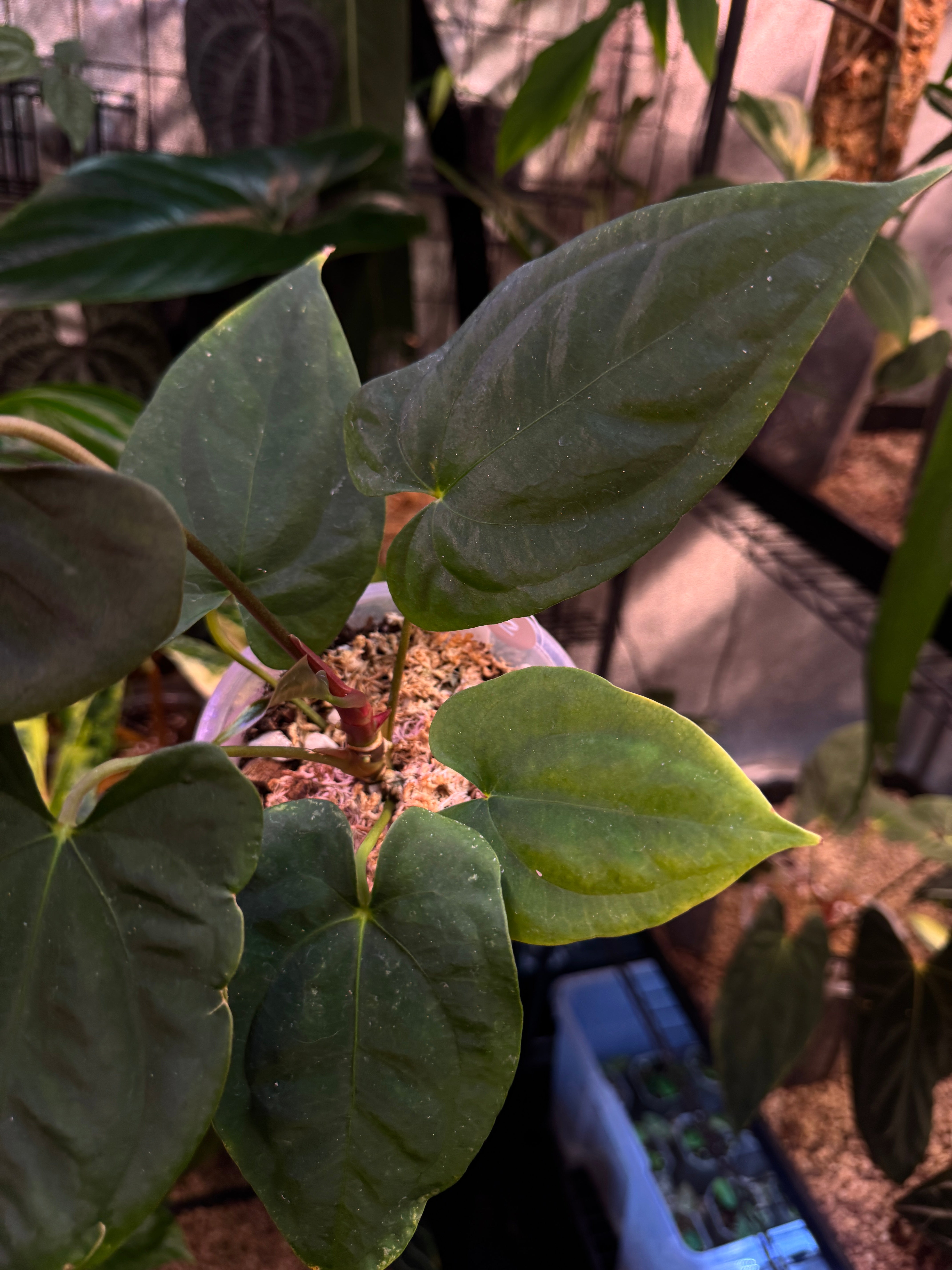 Anthurium FSxRL ‘Grim Reaper’ x Papillilaminum RA6