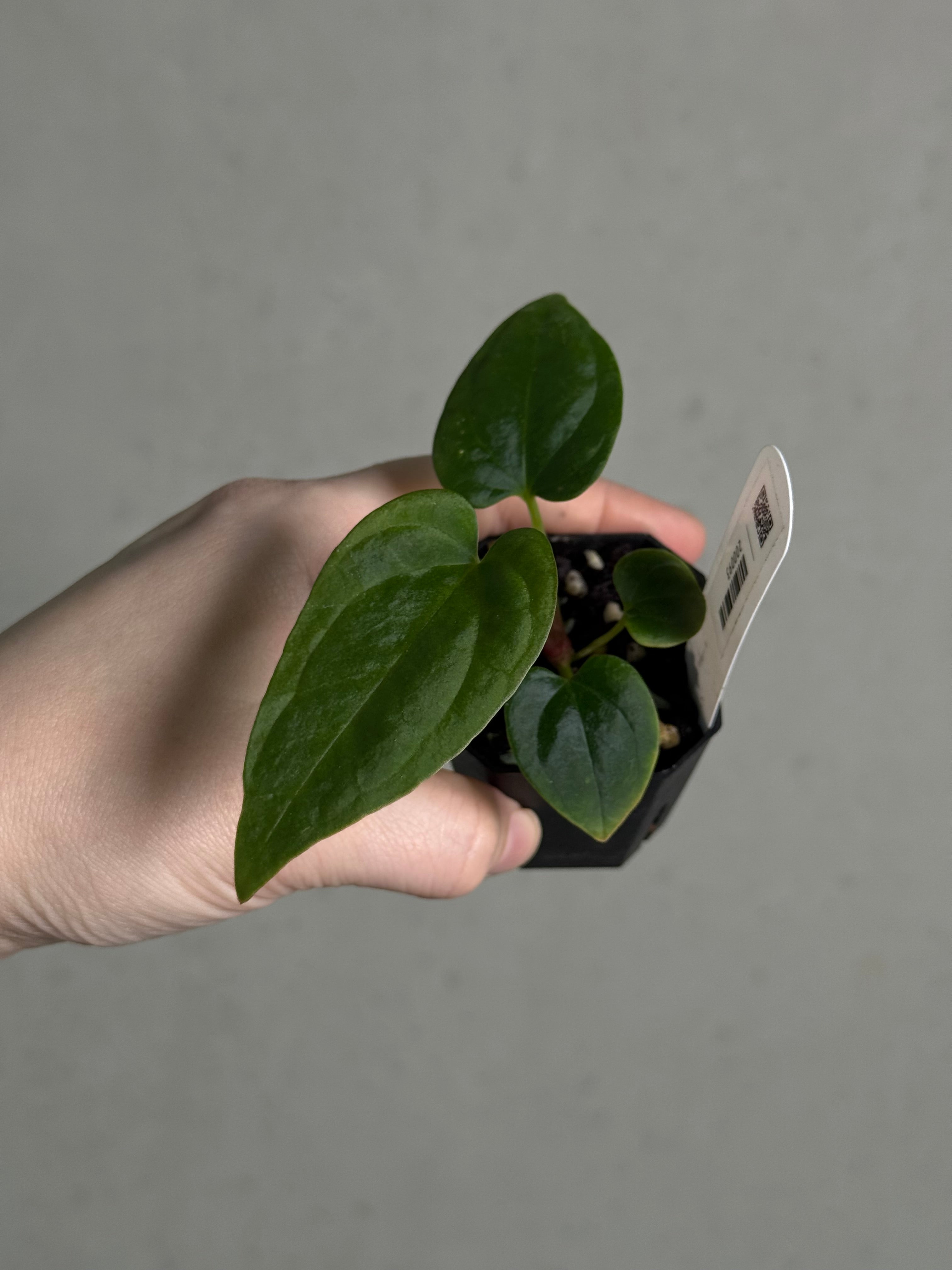 Anthurium BVEP ('Round' x RA1) x Kunayalense CC1 - SMUKHI