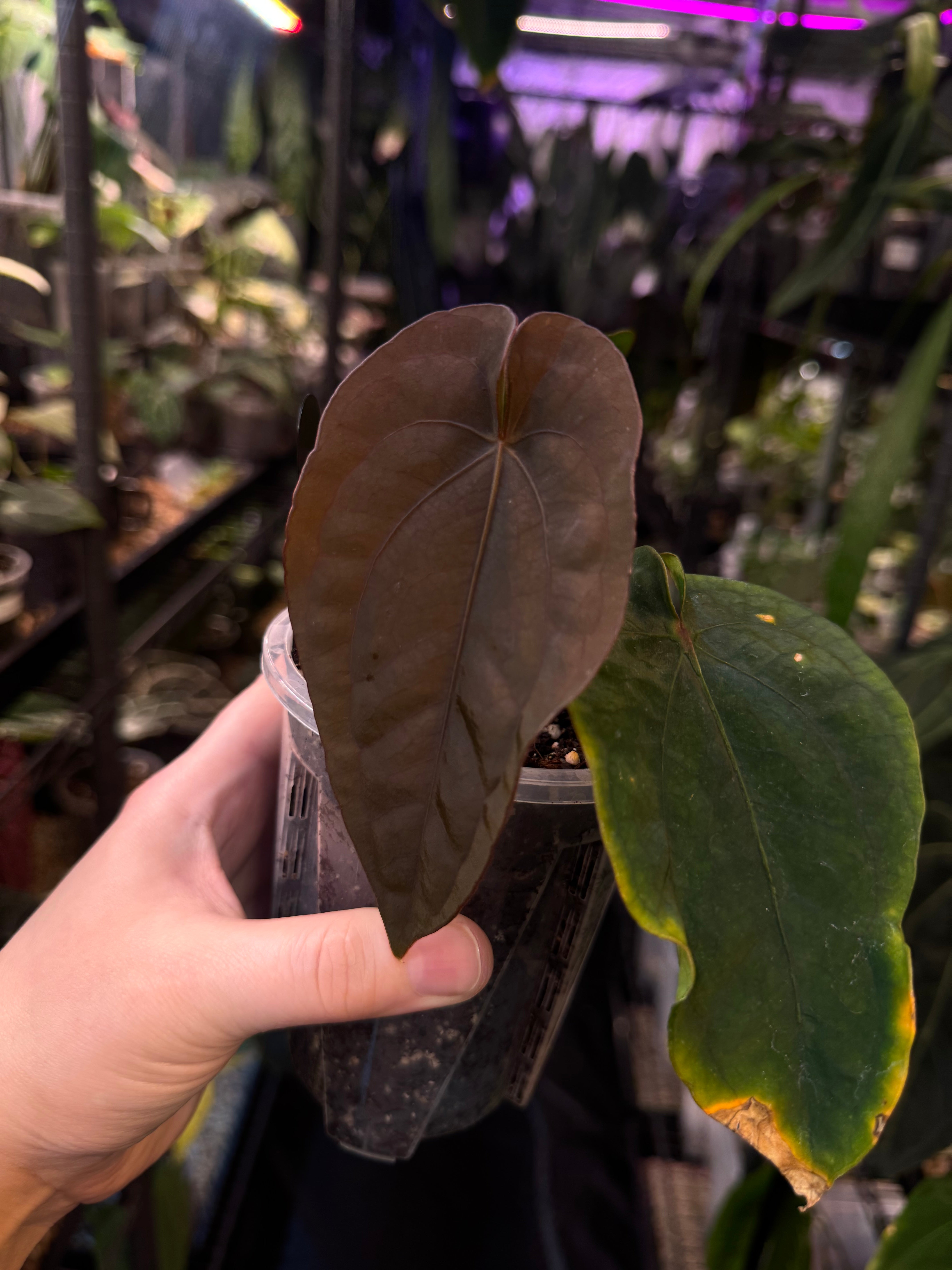 NFS: Anthurium Dressleri RG F2 x ‘Windy’