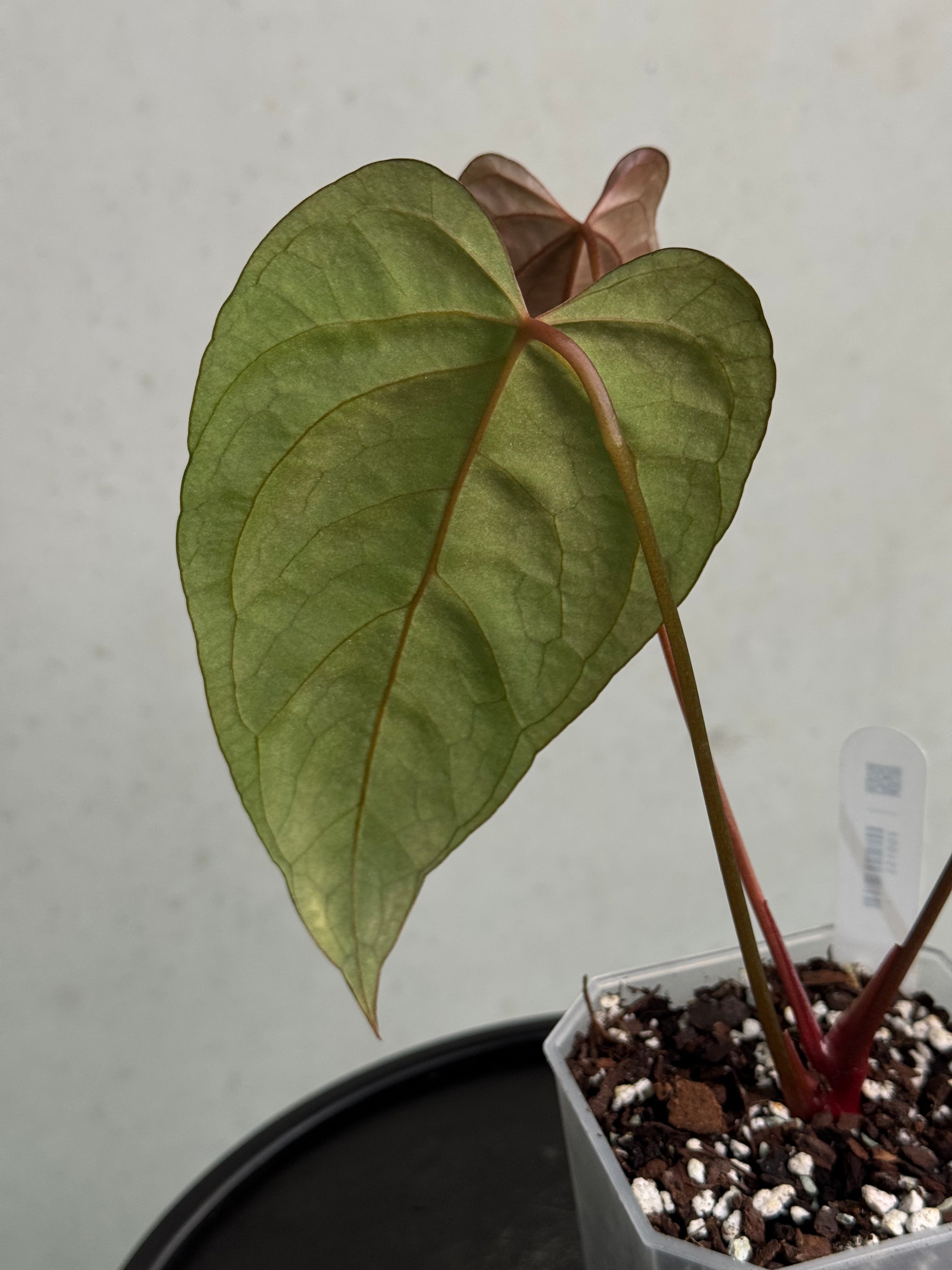 Anthurium Indo Portillae x Papillilaminum ‘Corduroy’ - SMUKHI