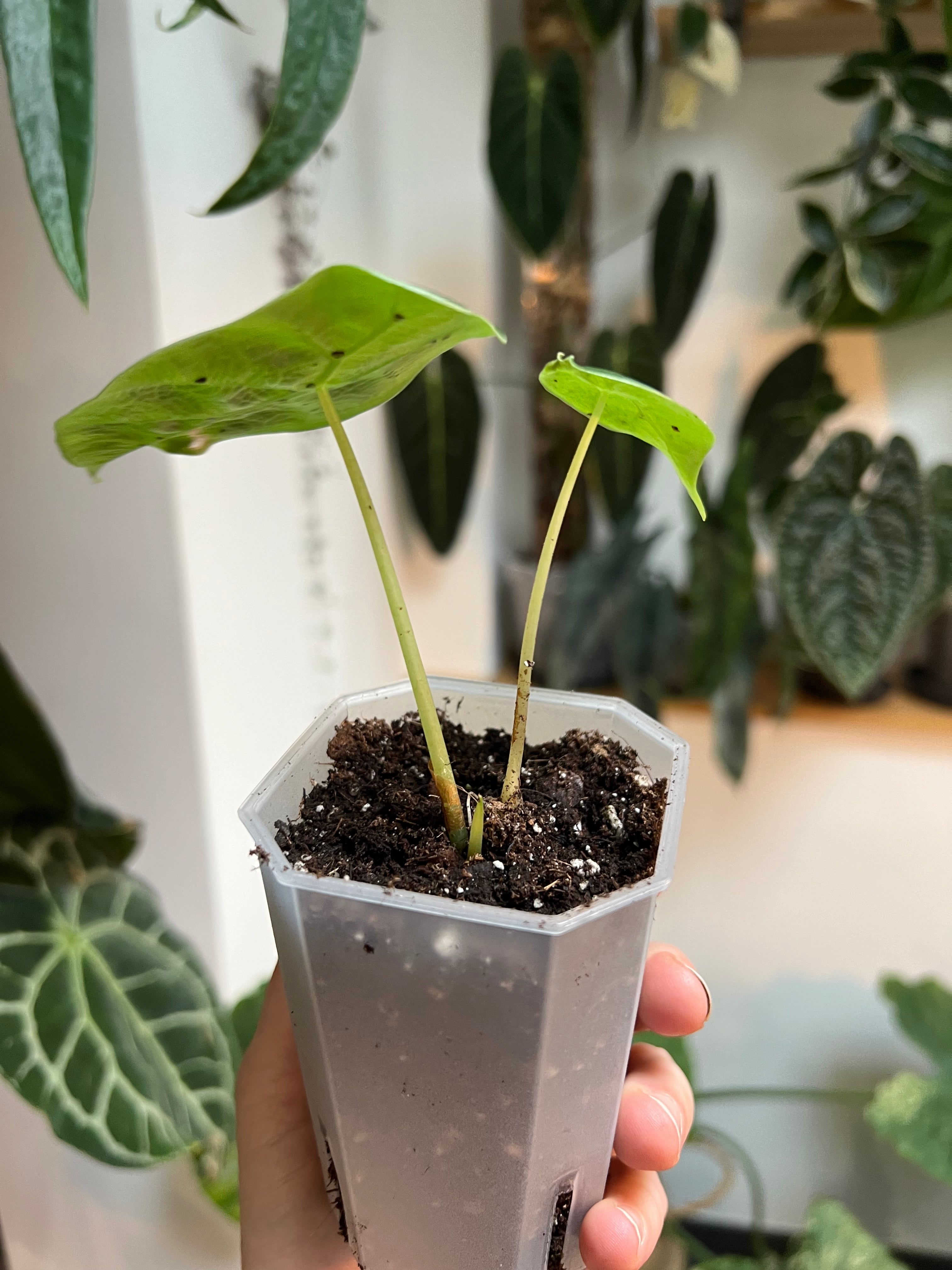 Alocasia Watsoniana - Baby Plants - SMUKHI