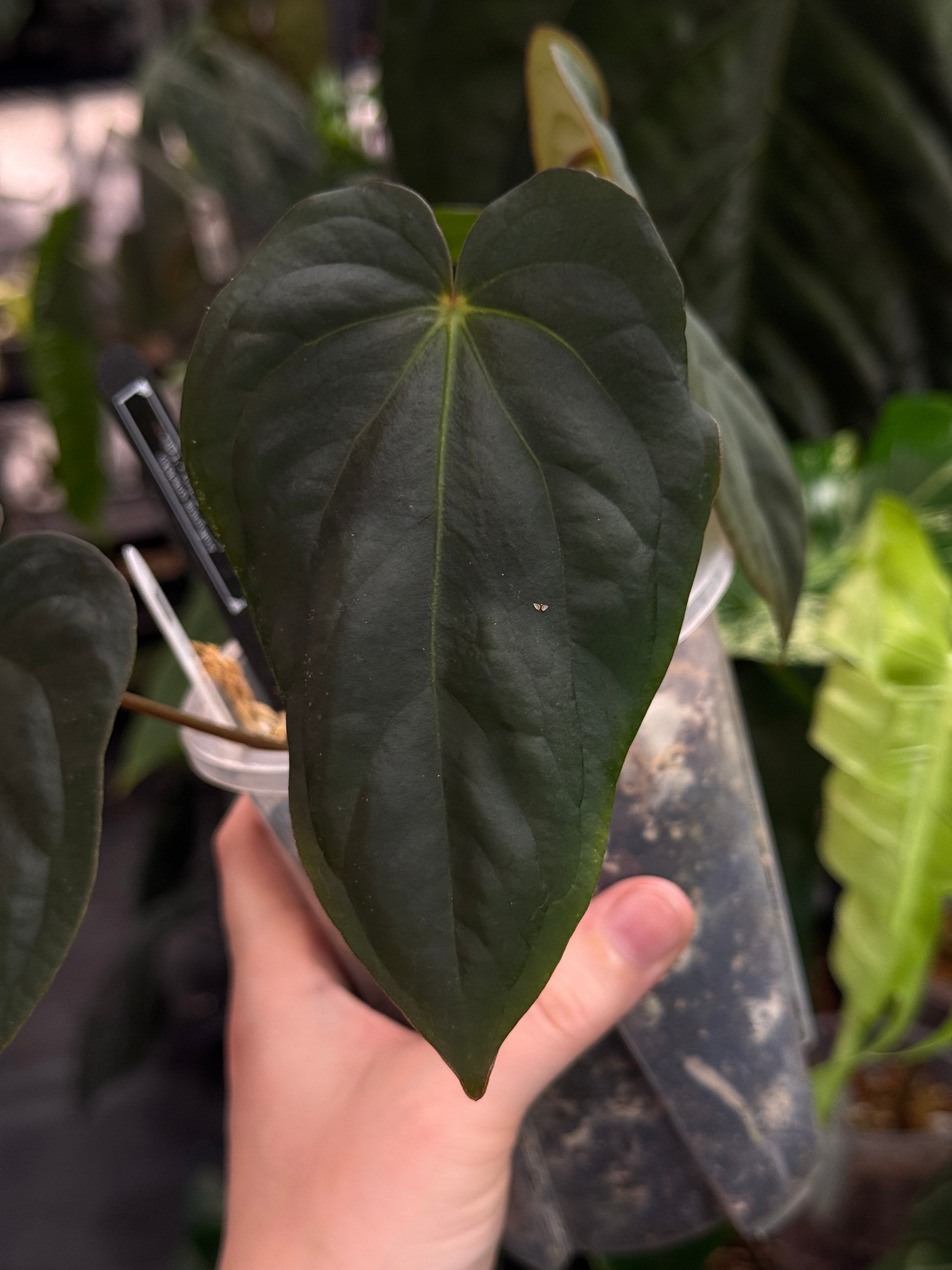 Anthurium BVEP (Round x Felix) x Felix
