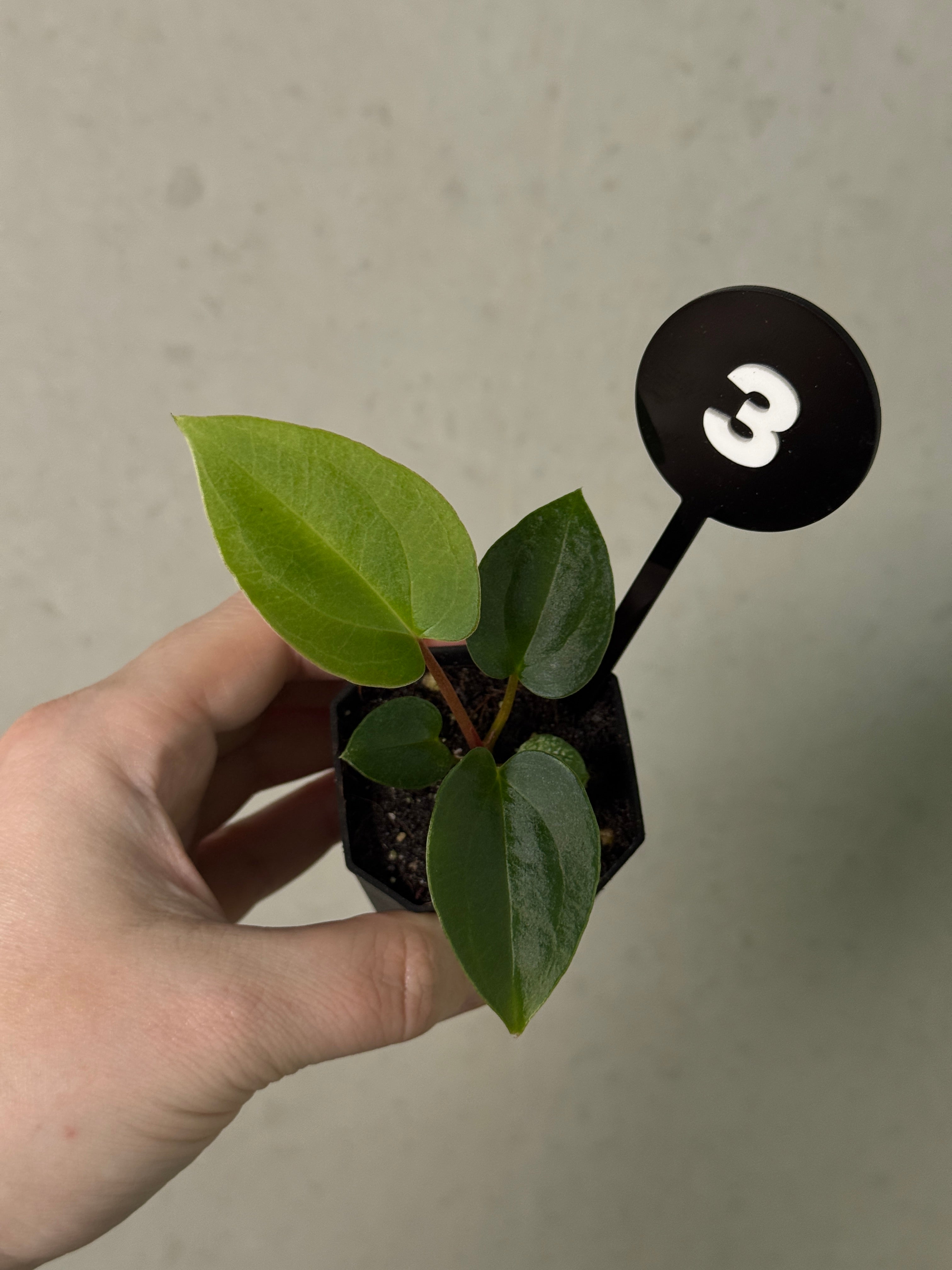 Anthurium (Papillilaminum 'Marie' x 'IL') x (Carlablackiae RD3 x FSxRL ‘Grim Reaper’)