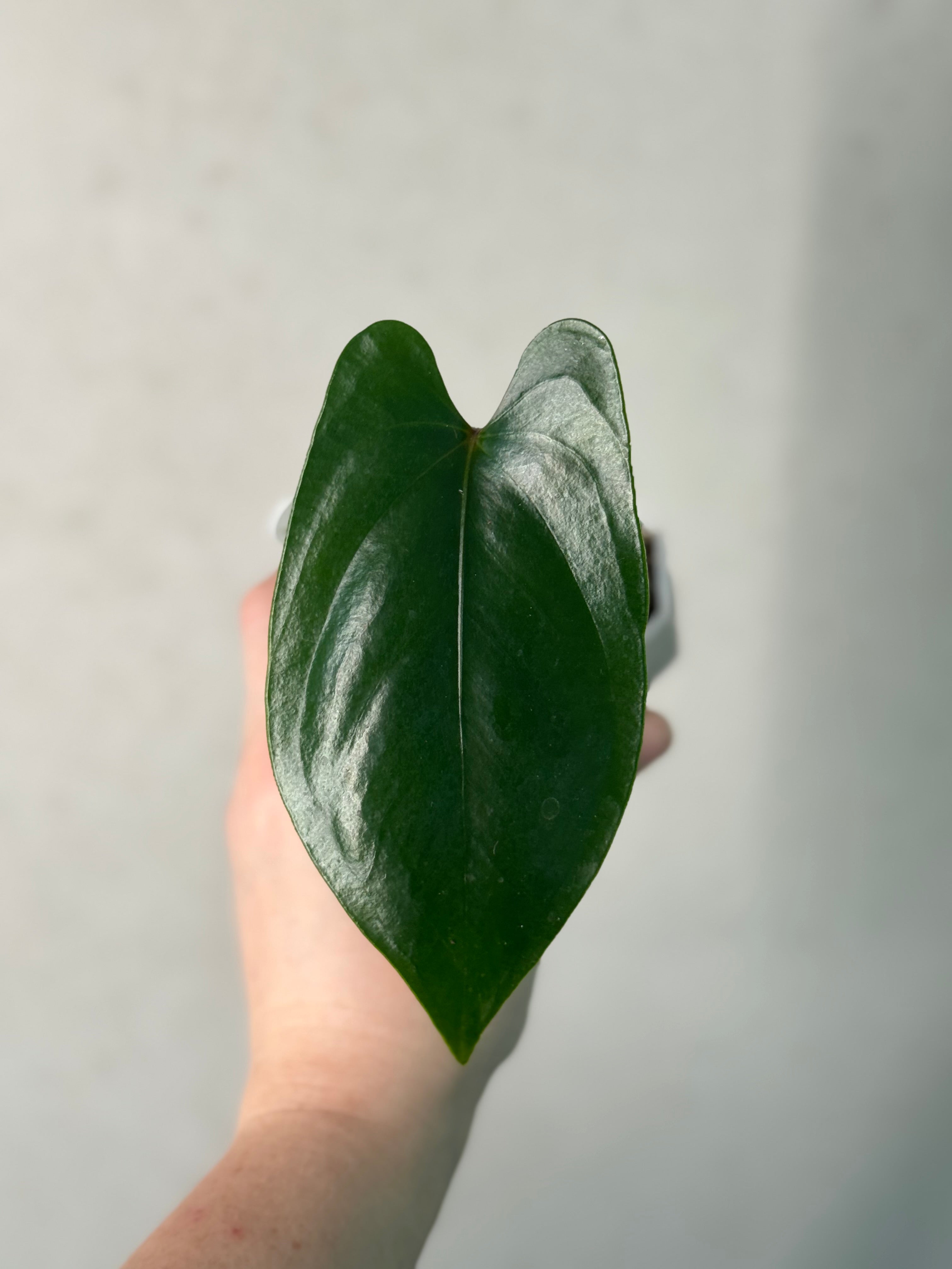 Anthurium sp. Napo (Nigrolaminum 'Gigi') - Clone