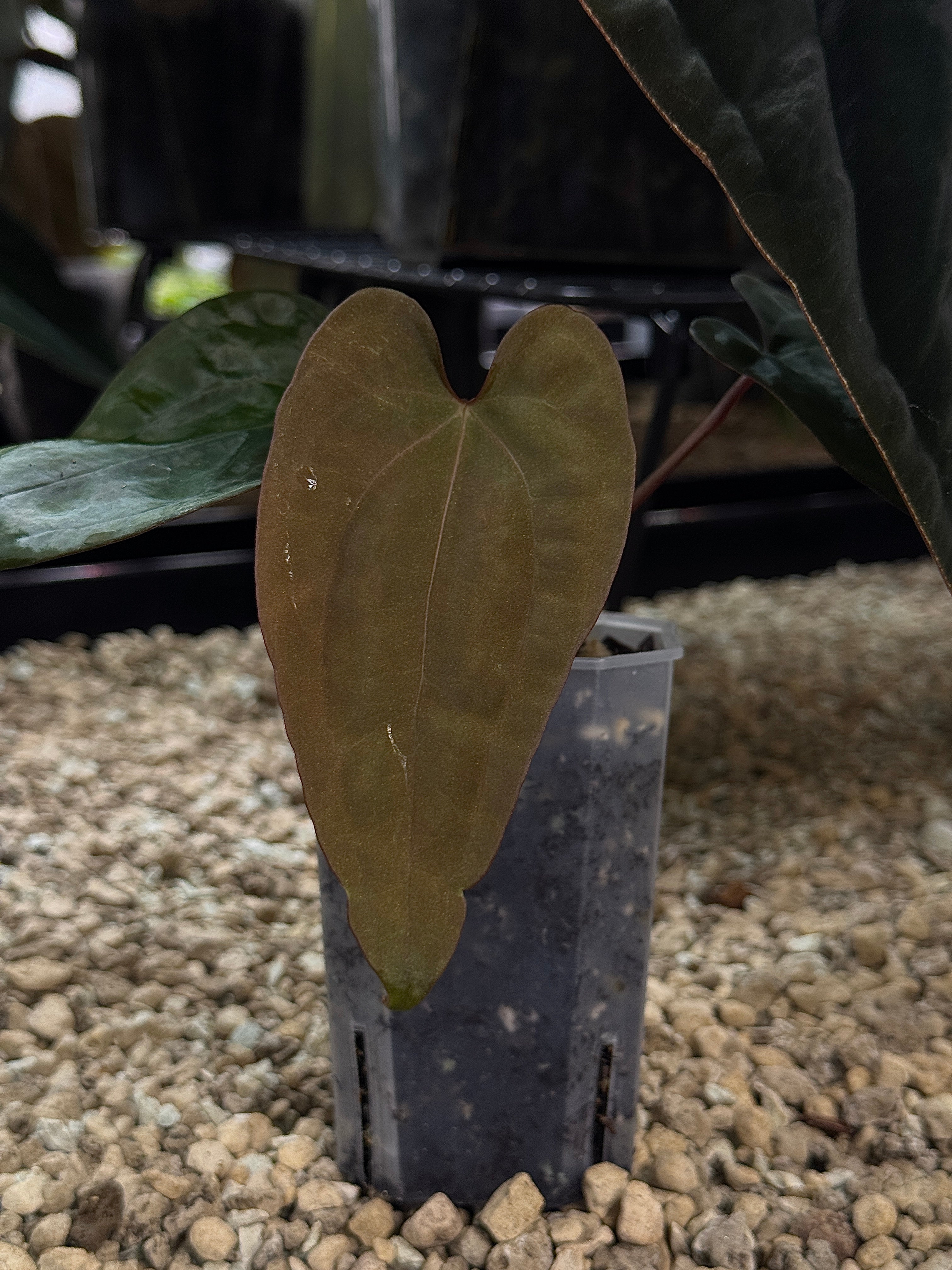 NFS: Anthurium Papillilaminum 'Voldemort' S1 (#2)