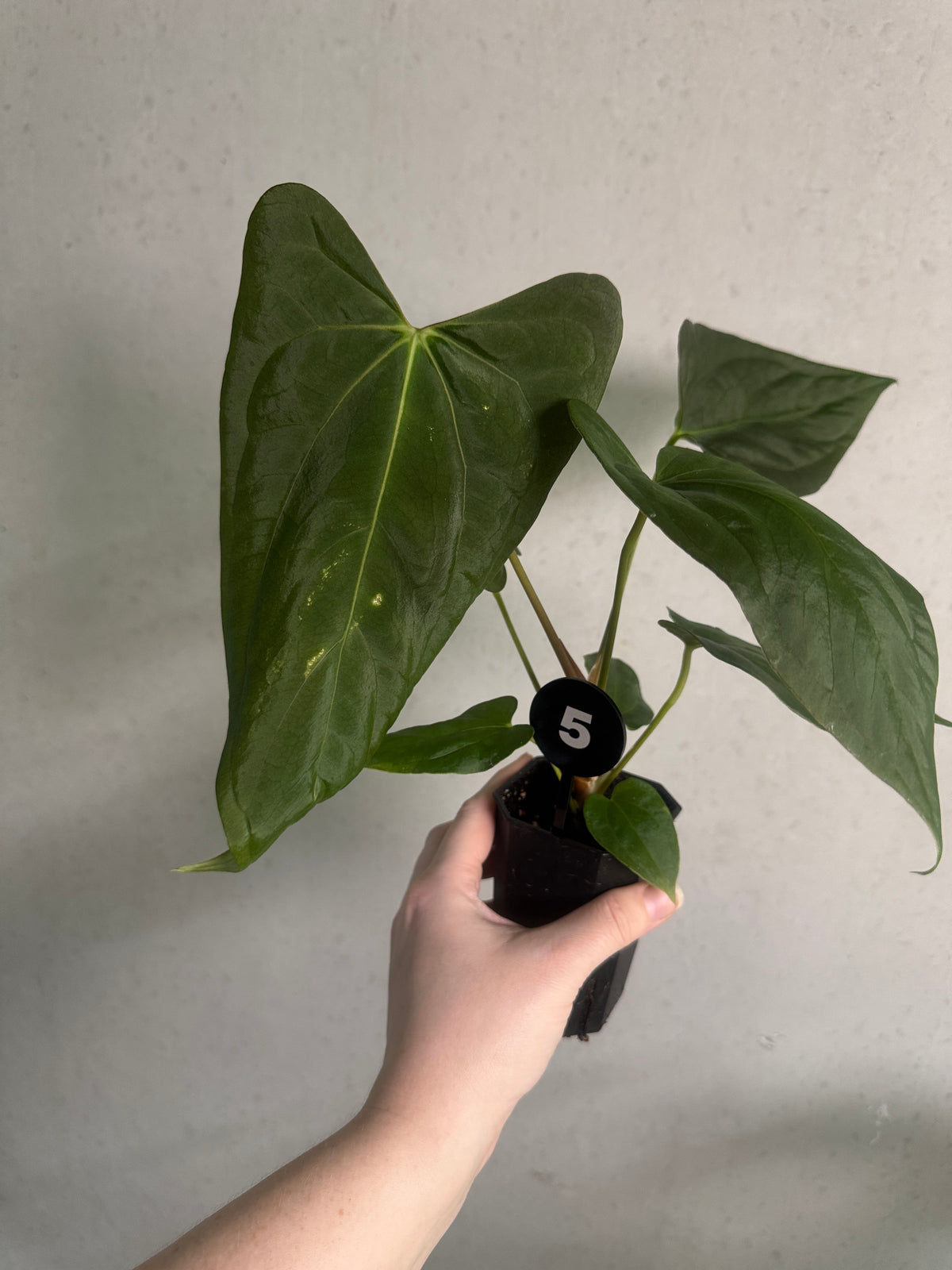 Smukhi Anthurium plant with lush green leaves, valued grade, showcasing vibrant foliage and healthy growth in a natural setting.