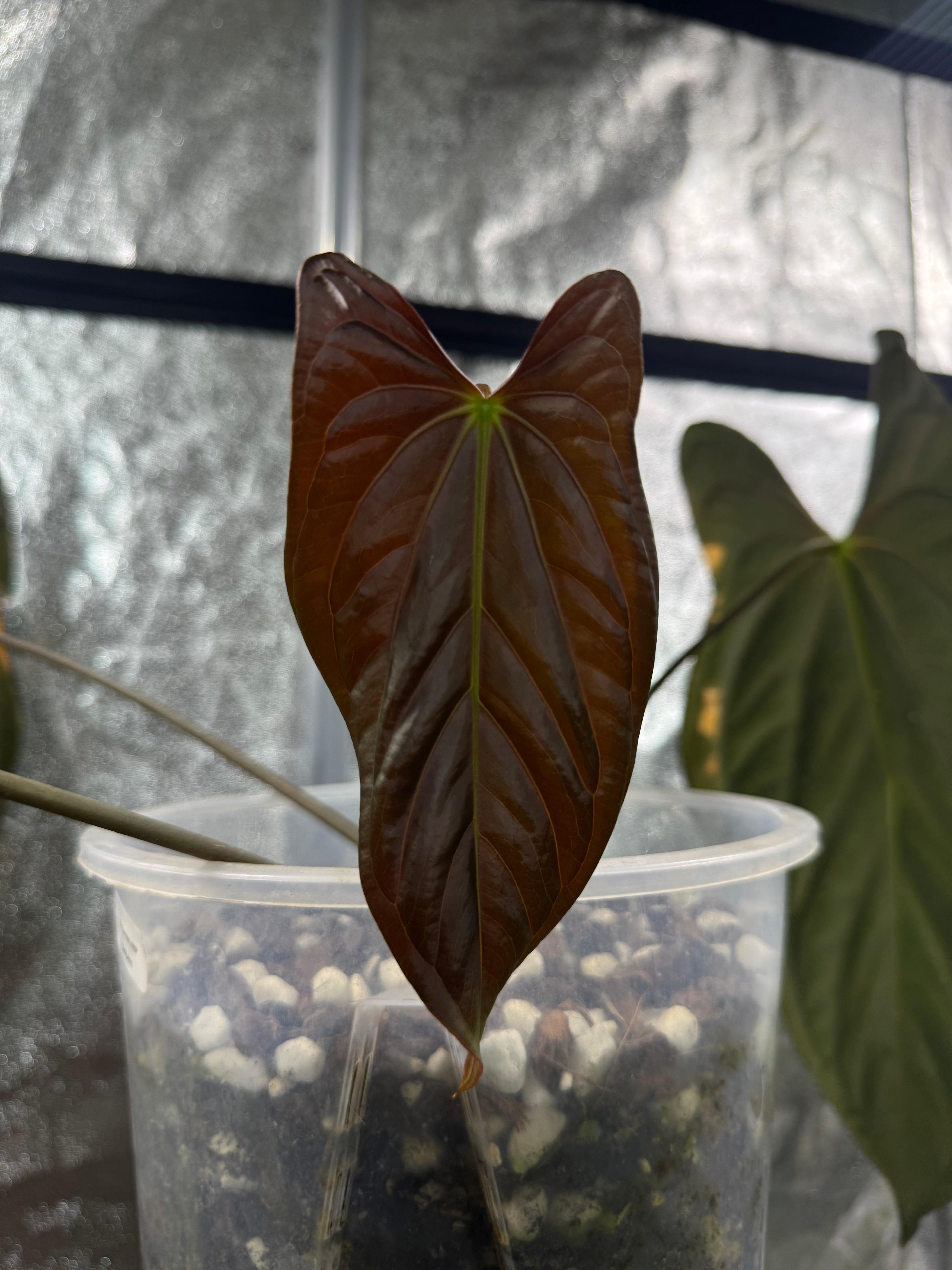 Anthurium Fort Sherman x Red Vein Dark Phoenix - Clone - SMUKHI