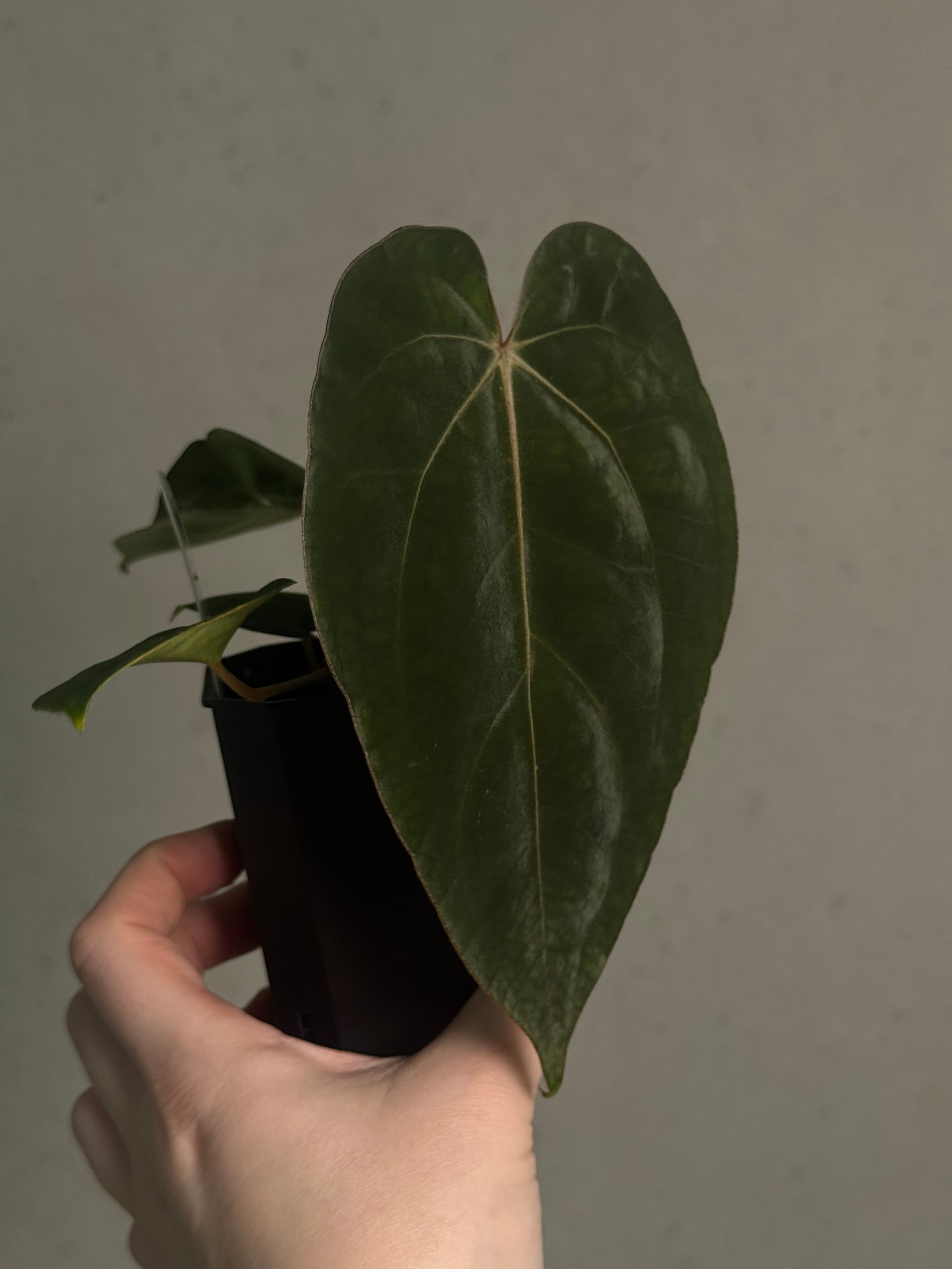 Anthurium (Ralph Lynam x Fort Sherman) x Carlablackiae 'Amanda' - Clone - SMUKHI