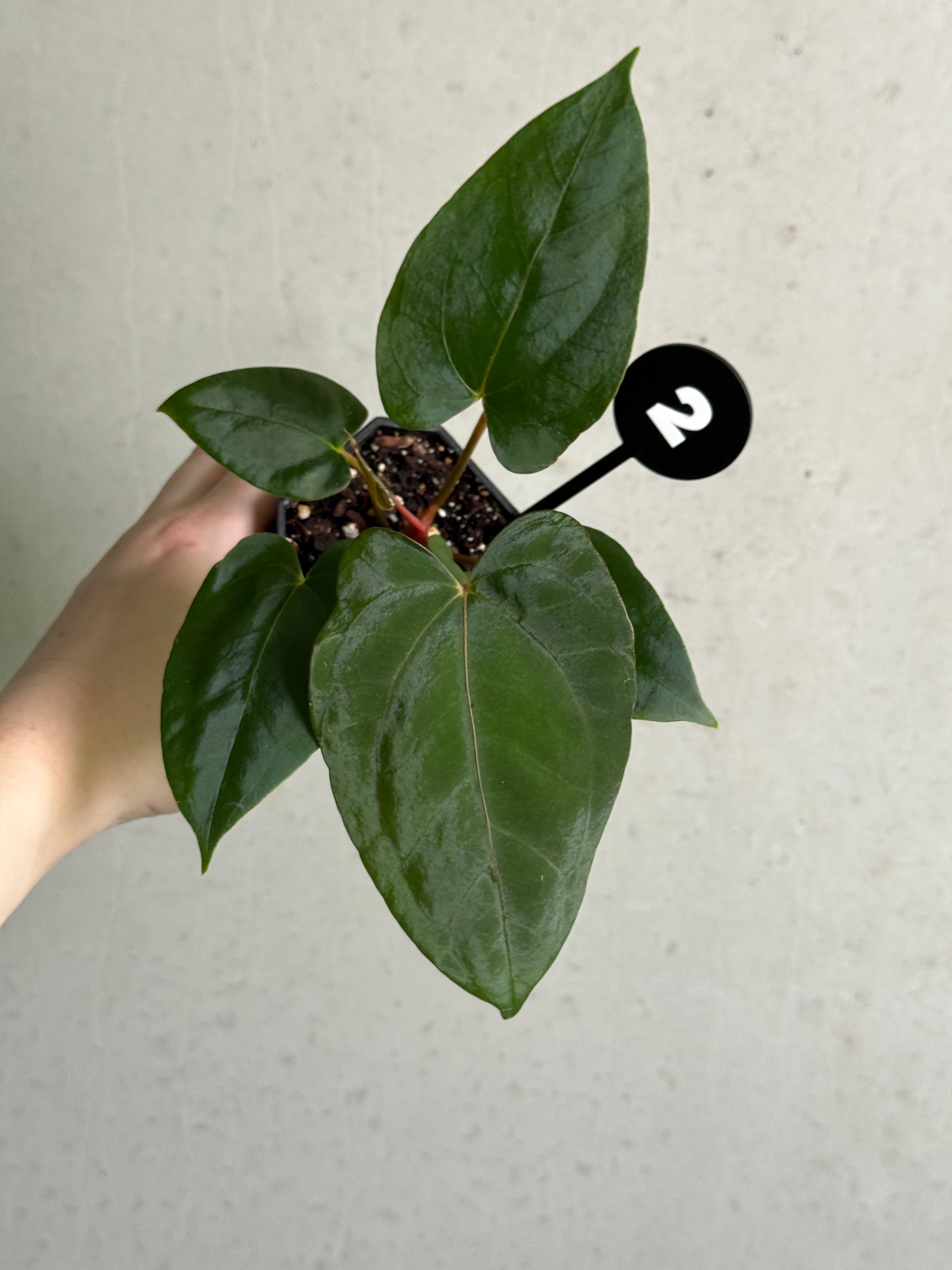 SMUKHI Anthurium plant with glossy green leaves and striking variegated foliage, featuring vibrant red and dark purple hues.