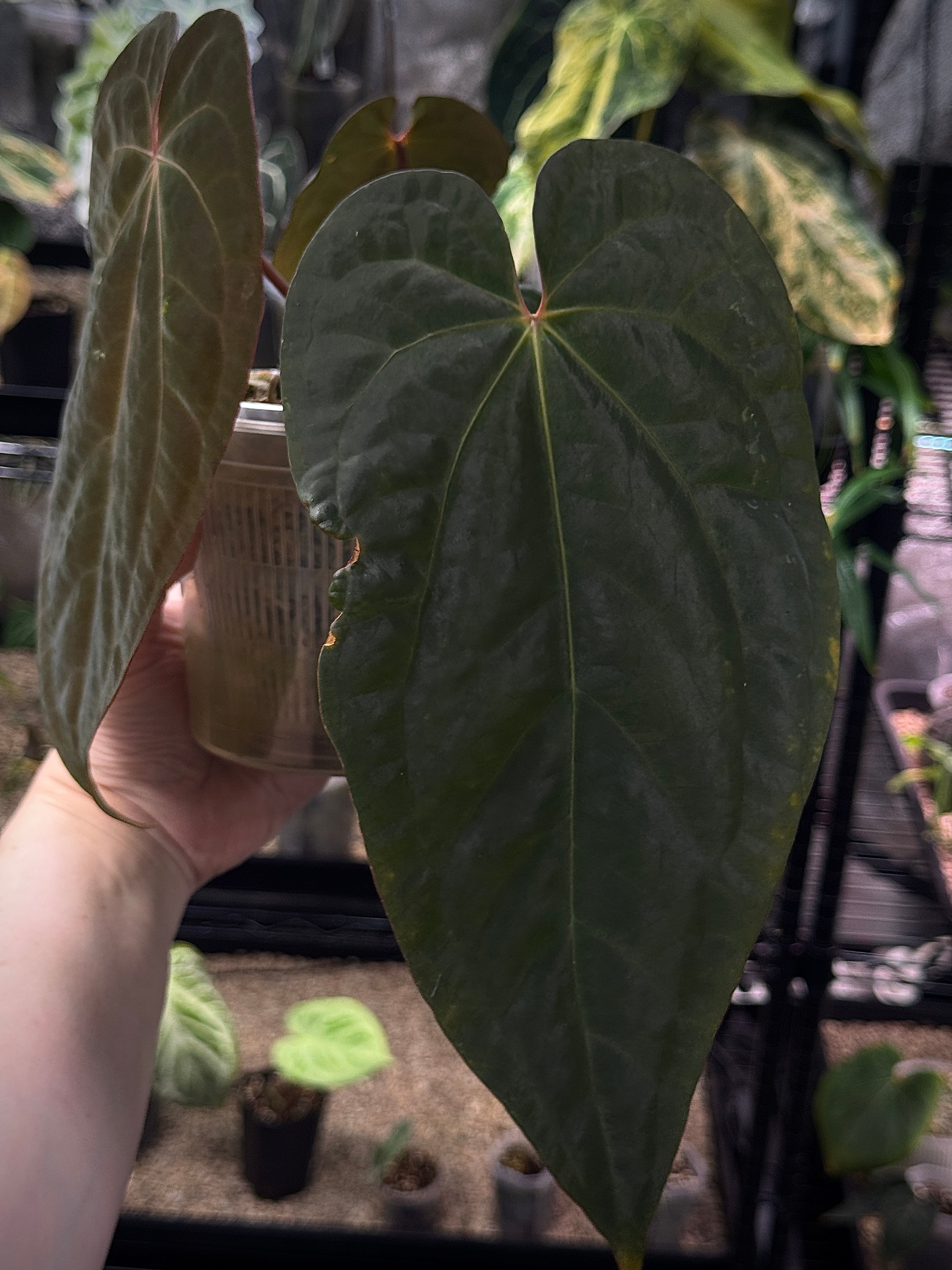 Anthurium Ace of Spades Dark Form x BVEP 'Bloodraven' - Clone