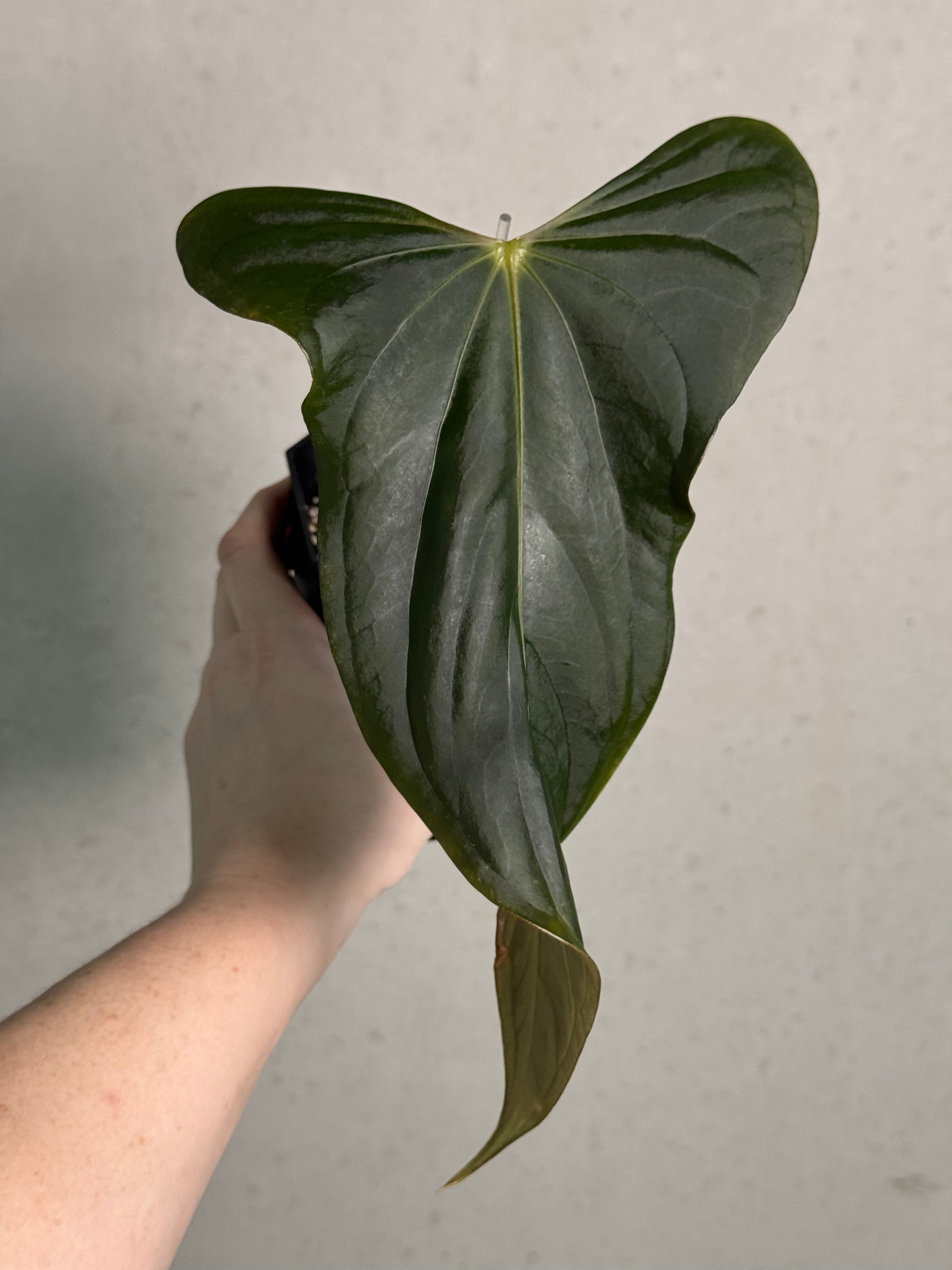 Anthurium (Subsignatum x Papillilaminum 'Marie') x FSxRL ‘Grim Reaper’ - SMUKHI