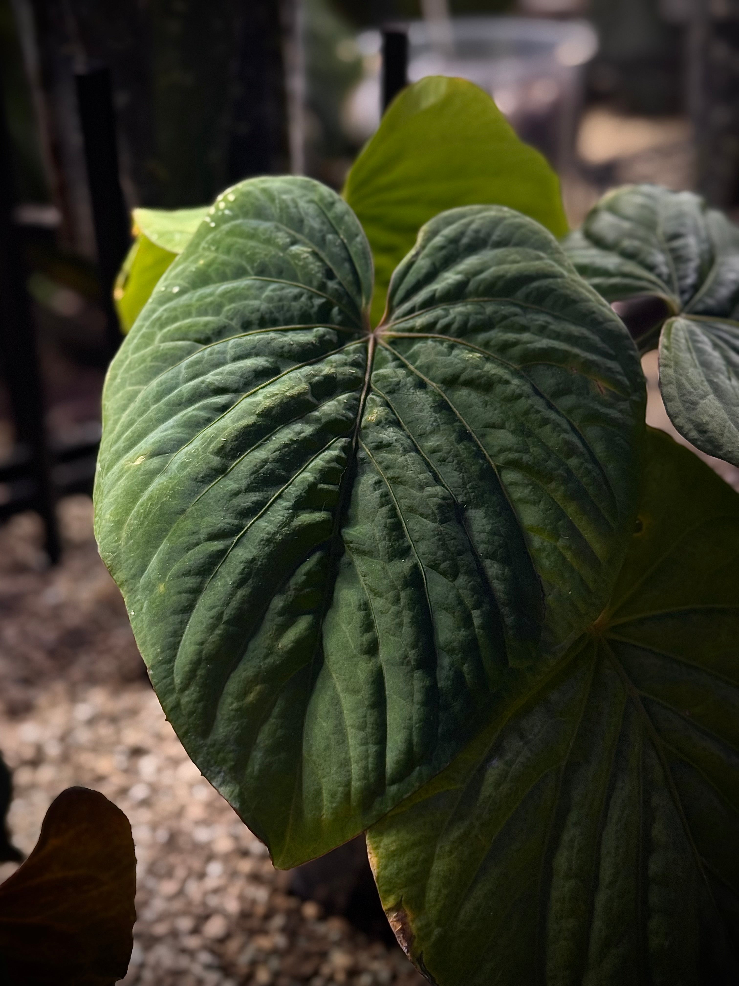 NFS: Anthurium Kunayalense 'Yard'