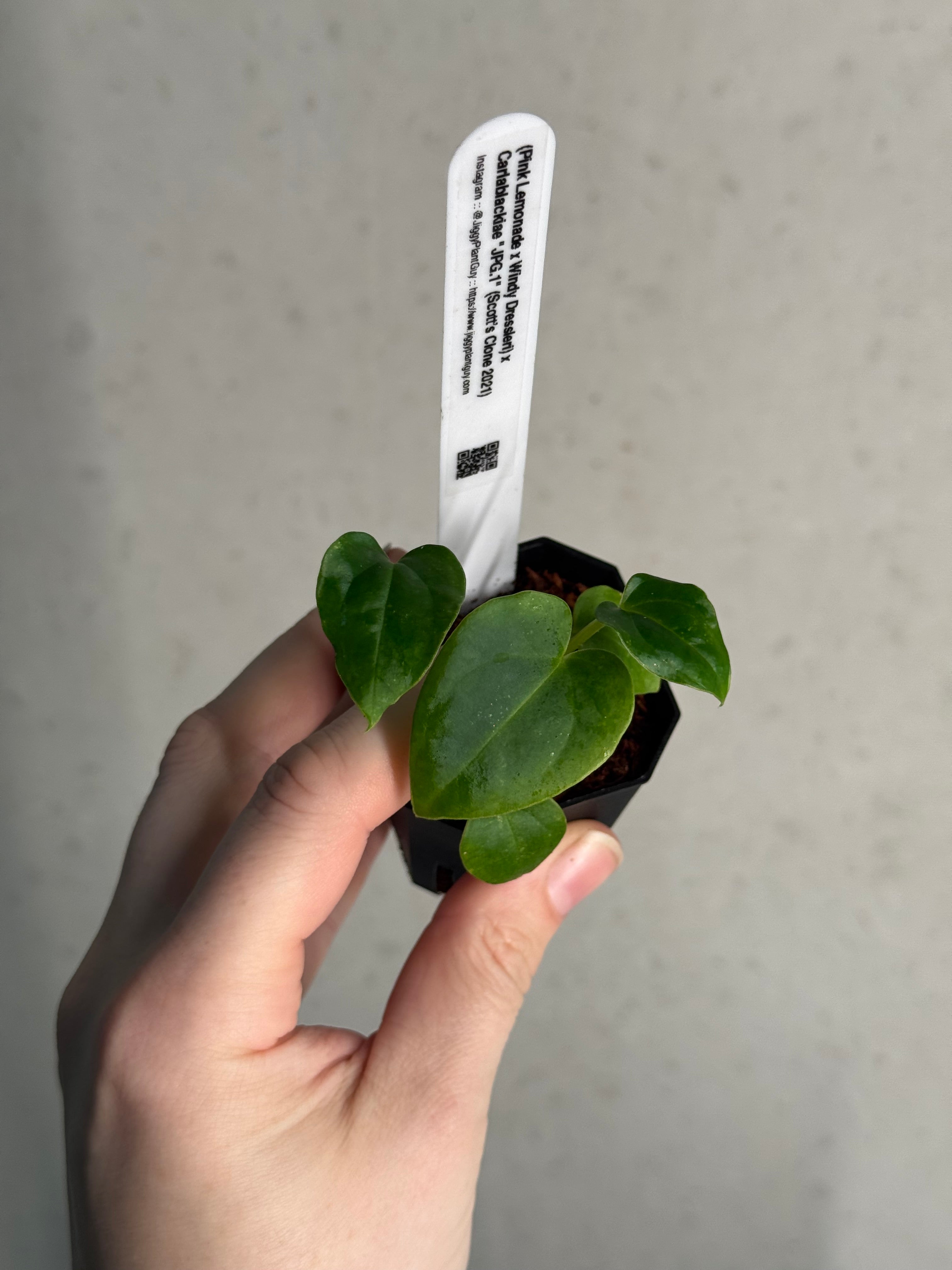 Anthurium (‘Pink Lemonade’ x Windy Dressleri) x Carlablackiae JPG.1