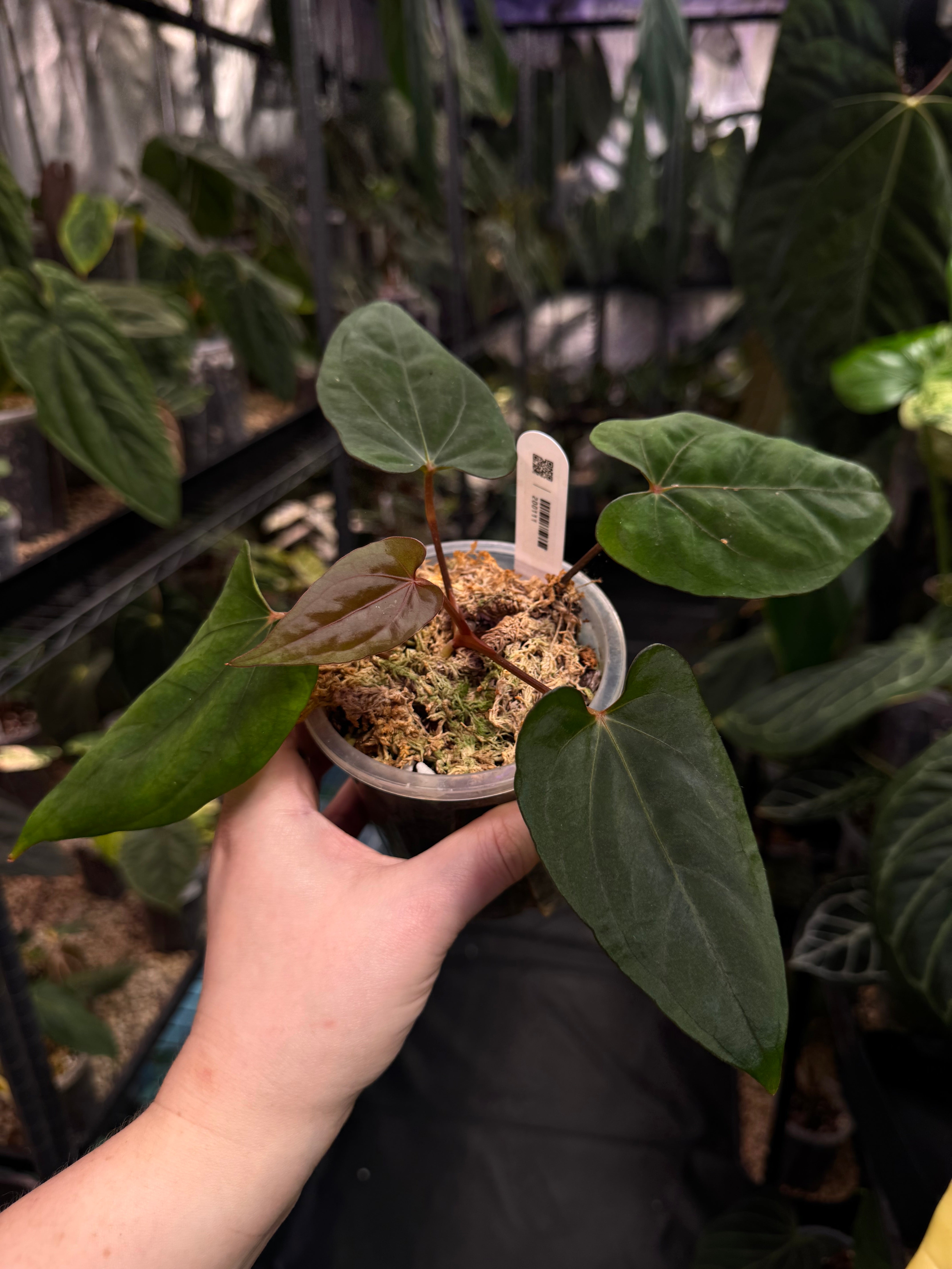 Anthurium NSE Portillae x NSE Dressleri