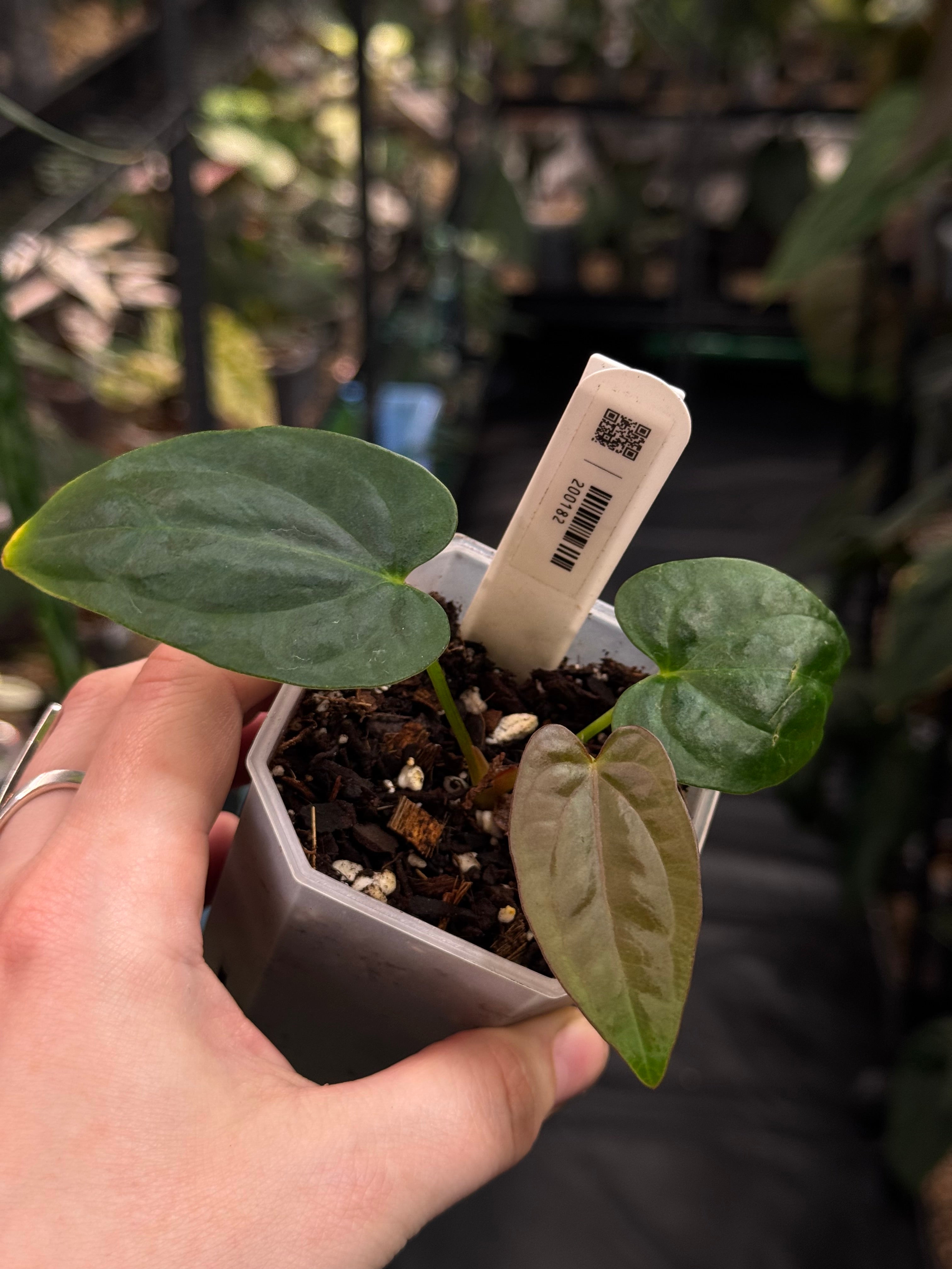 Anthurium Dressleri NSE 'Obsidian' x RG