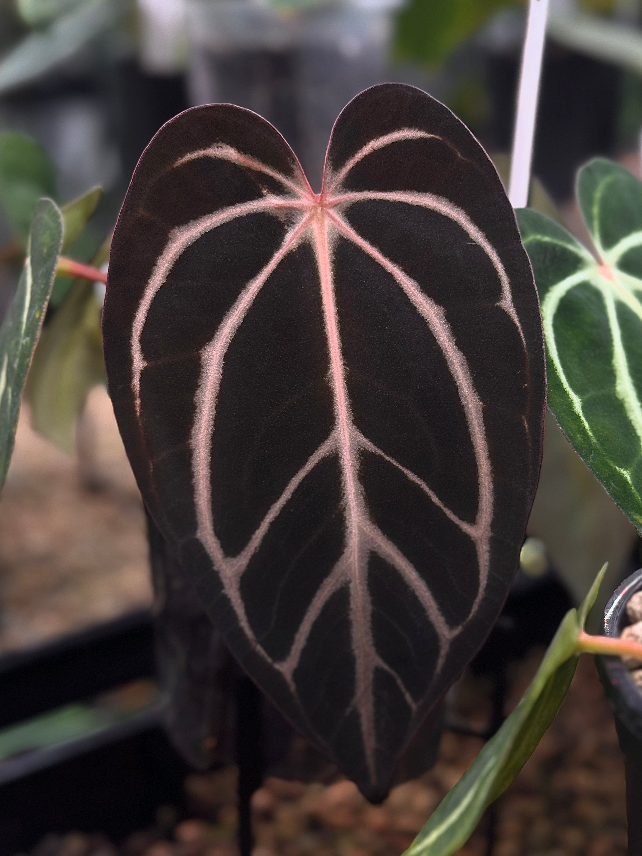 Private Collection NFS Anthurium Carlablackiae OG1 x RA5 x RA10 plant with dark, glossy leaves and vibrant foliage.