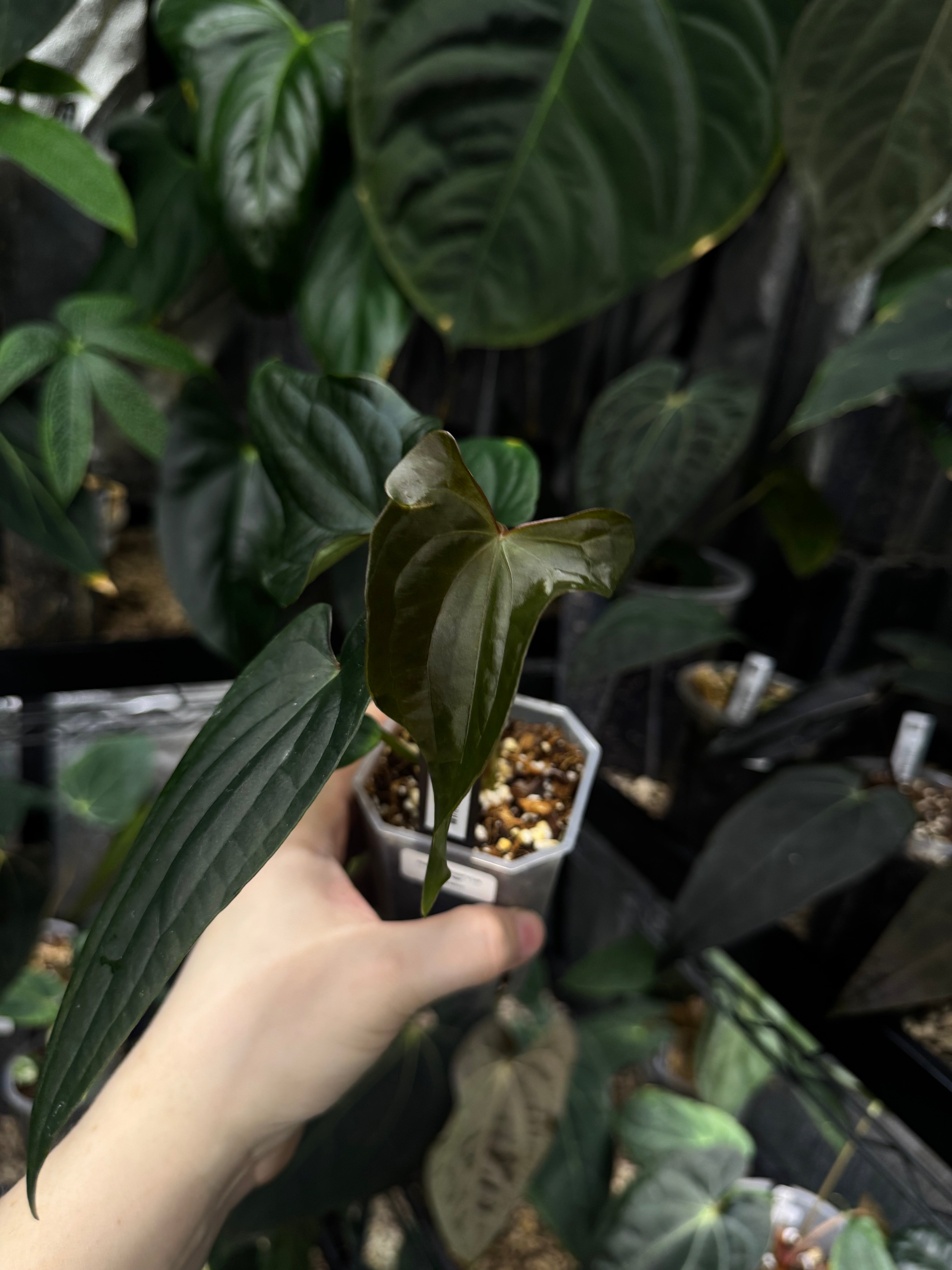 NFS: Anthurium (Fort Sherman x Ralph Lynam) 'Grim Reaper' x Luxurians 'Black Noir'