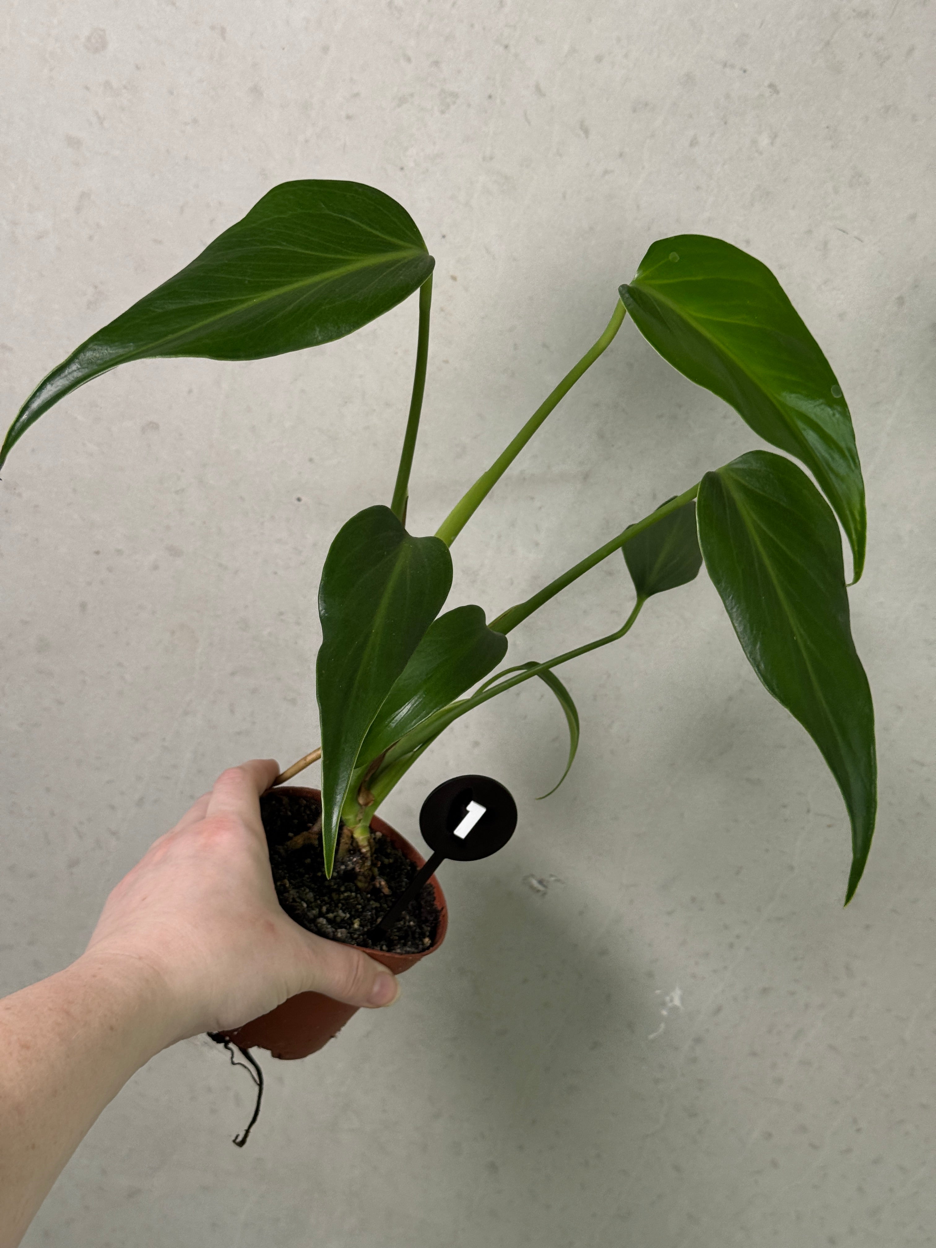 Monstera Burle Marx Flame
