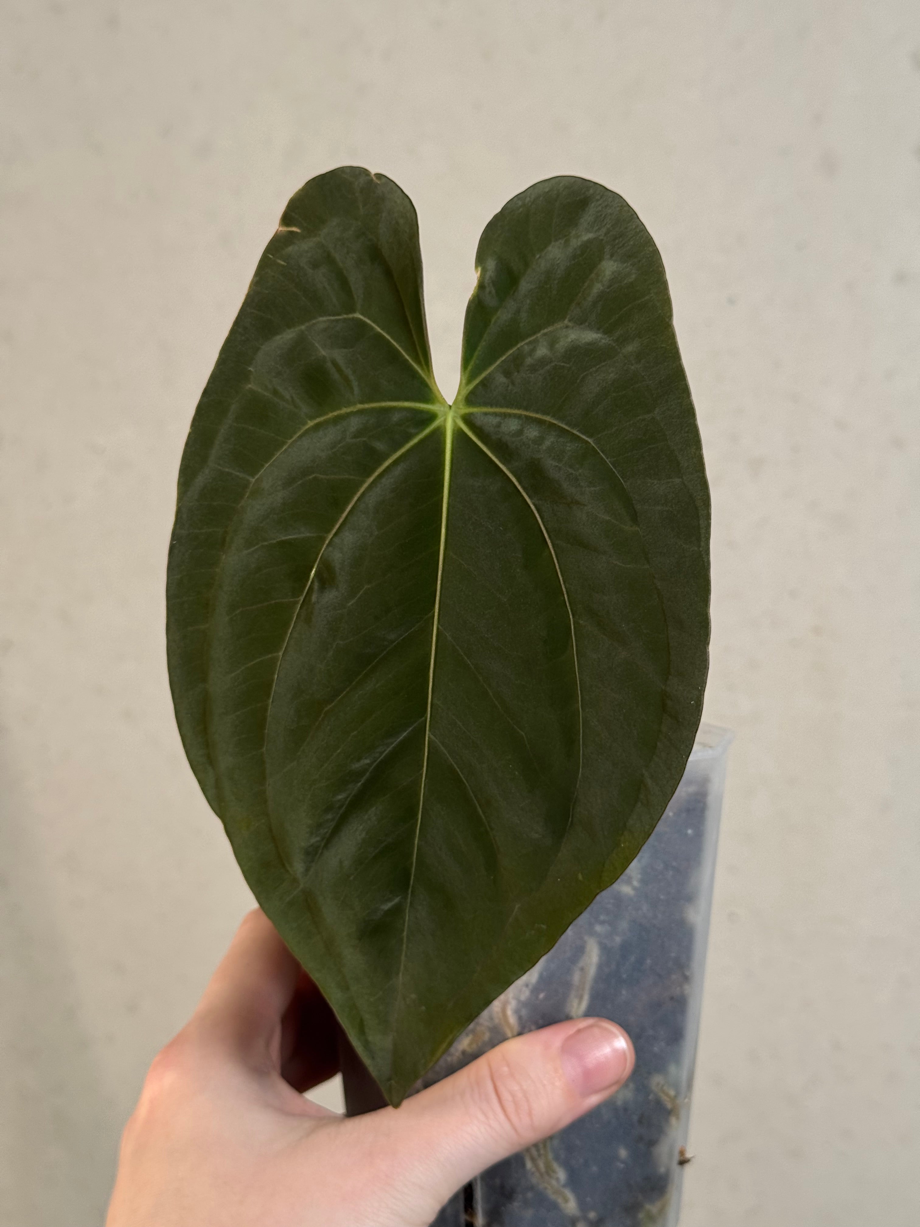 Anthurium Dark Phoenix - Clone