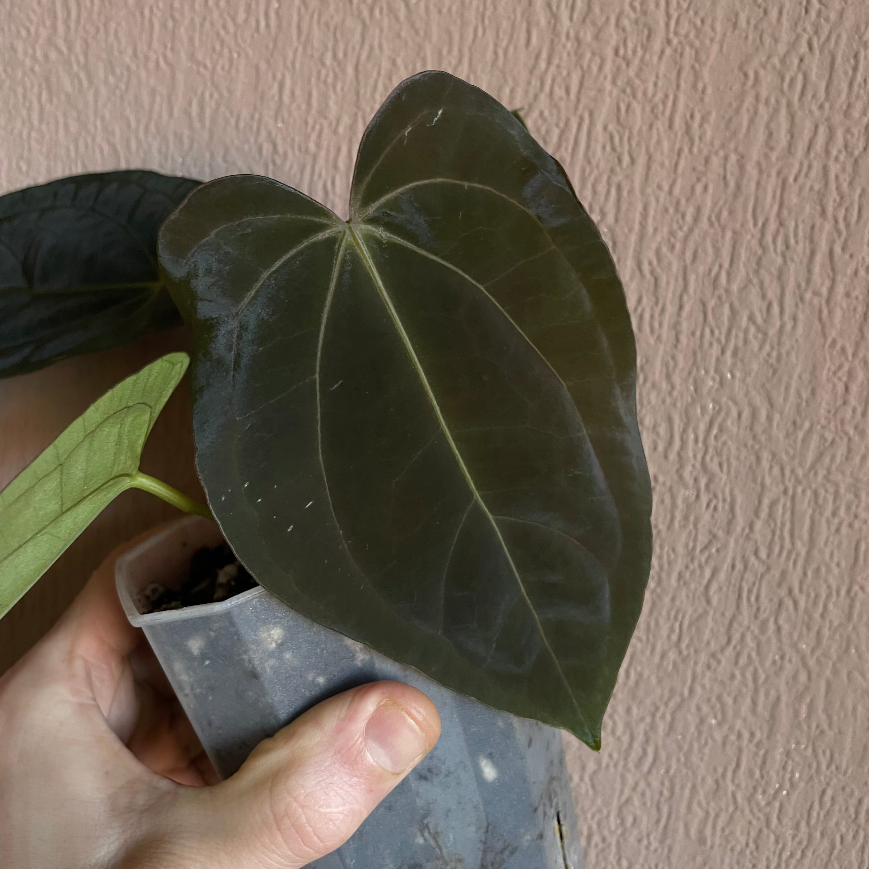 Anthurium - Various plants