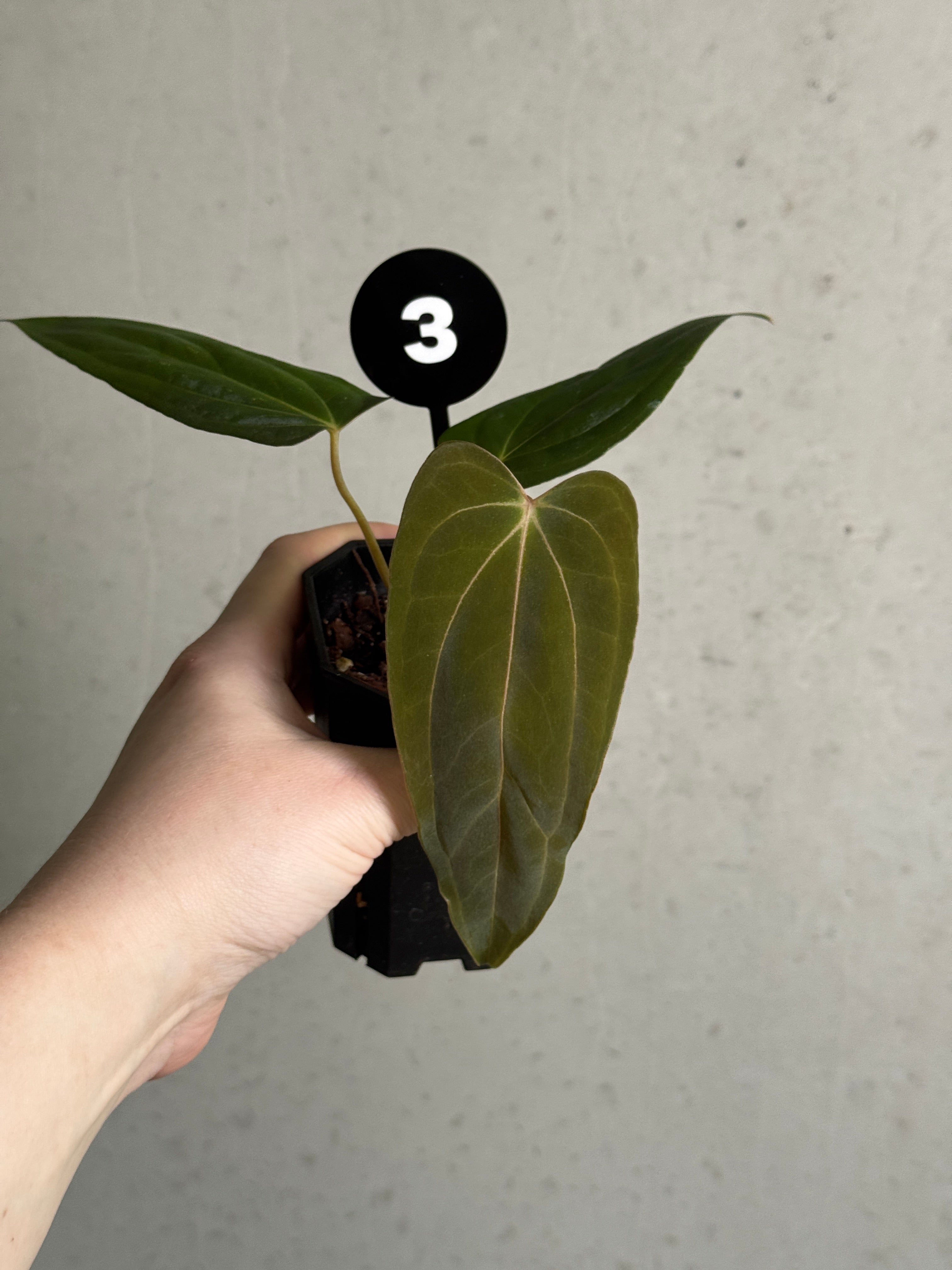 SMUKHI Anthurium Fort Sherman S1 x Carlablackiae plant with dark green leaves and vibrant red spathes, healthy and lush foliage.