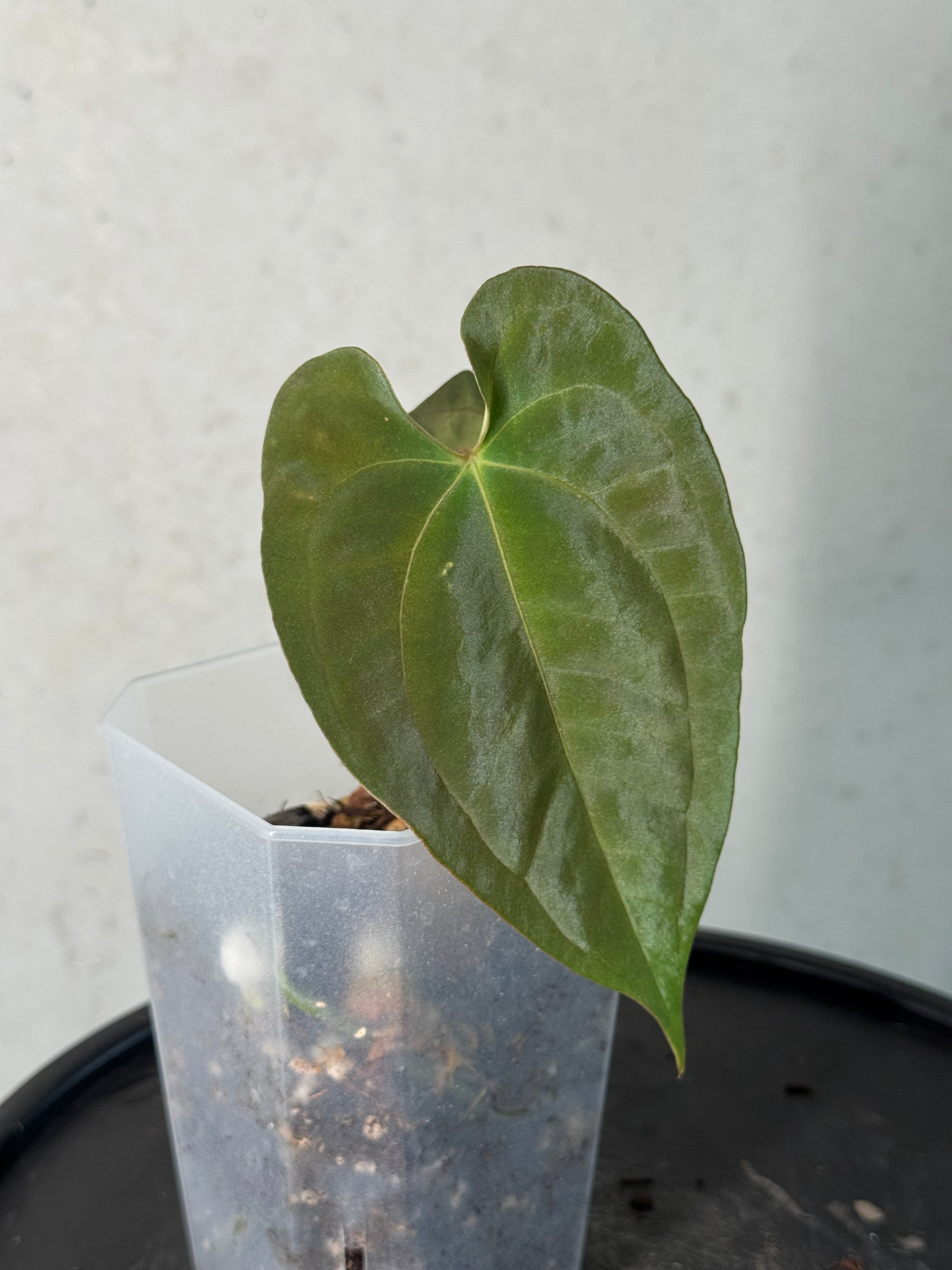 Anthurium FSxRL ‘Grim Reaper’ x Papillilaminum RA6 - Clone