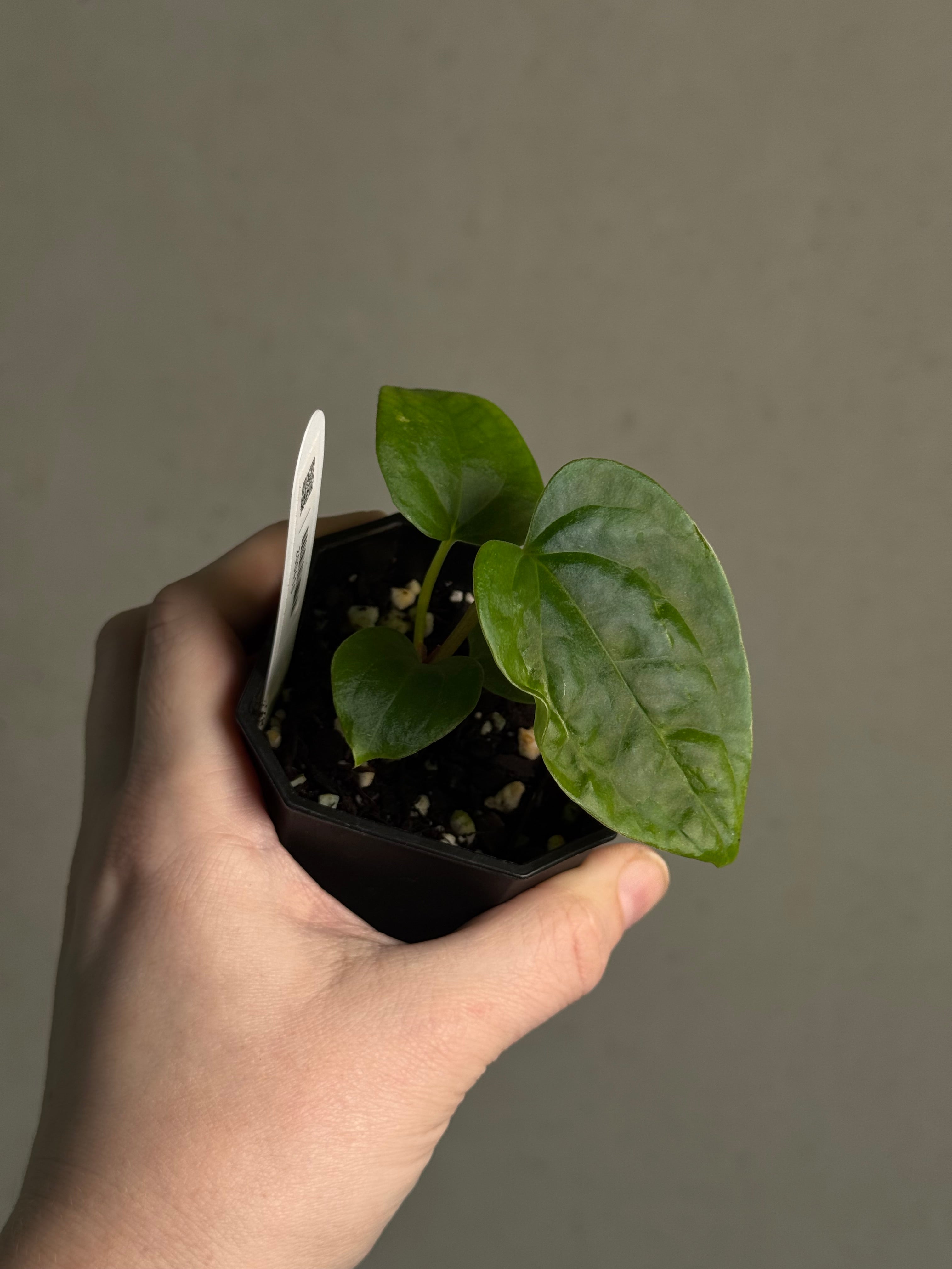 Anthurium (Debile x Papillilaminum) F2 - SMUKHI