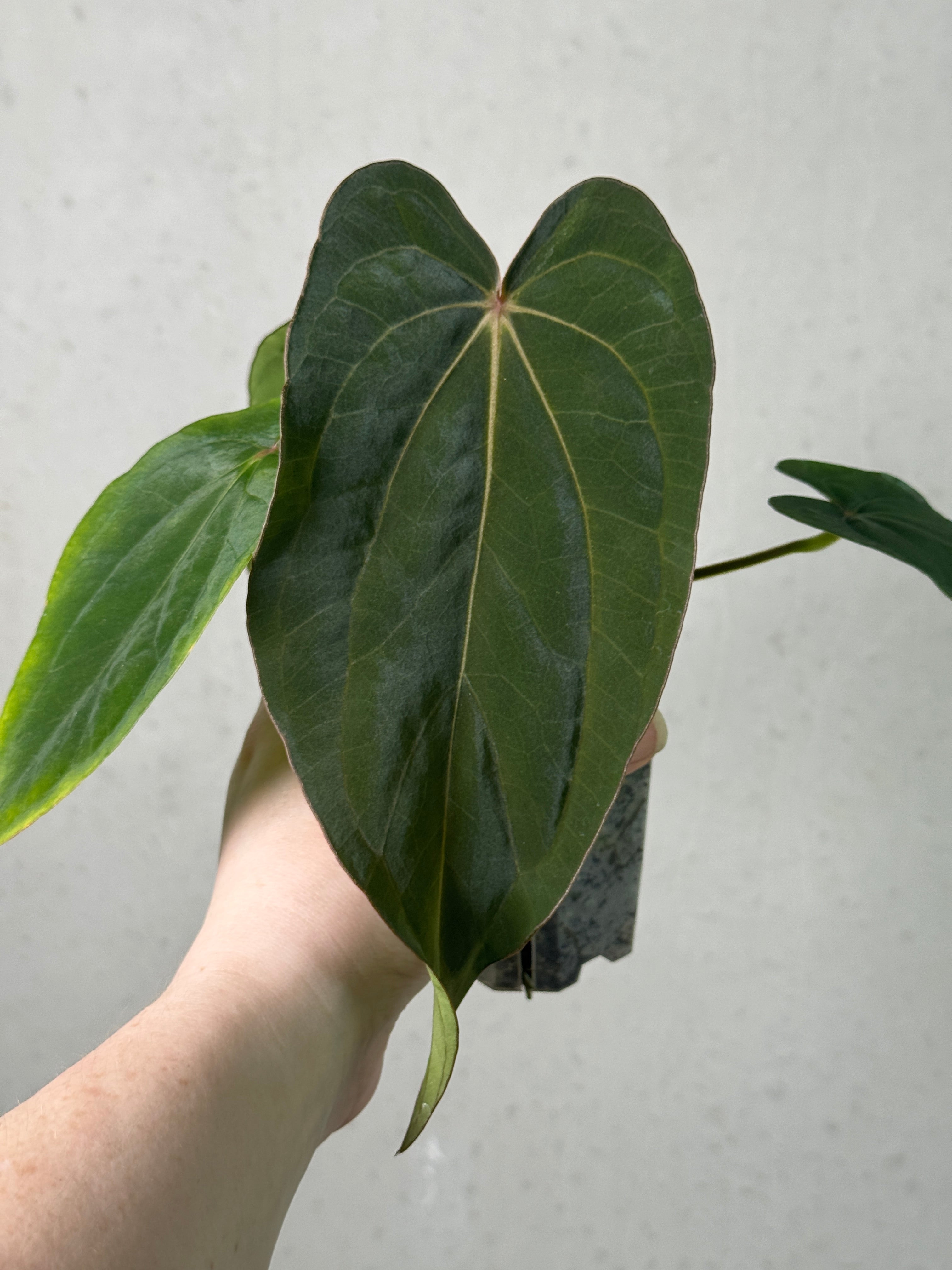 Anthurium (Dressleri RG F2 Dark x Carlablackiae 'Amanda') x Dressleri RG