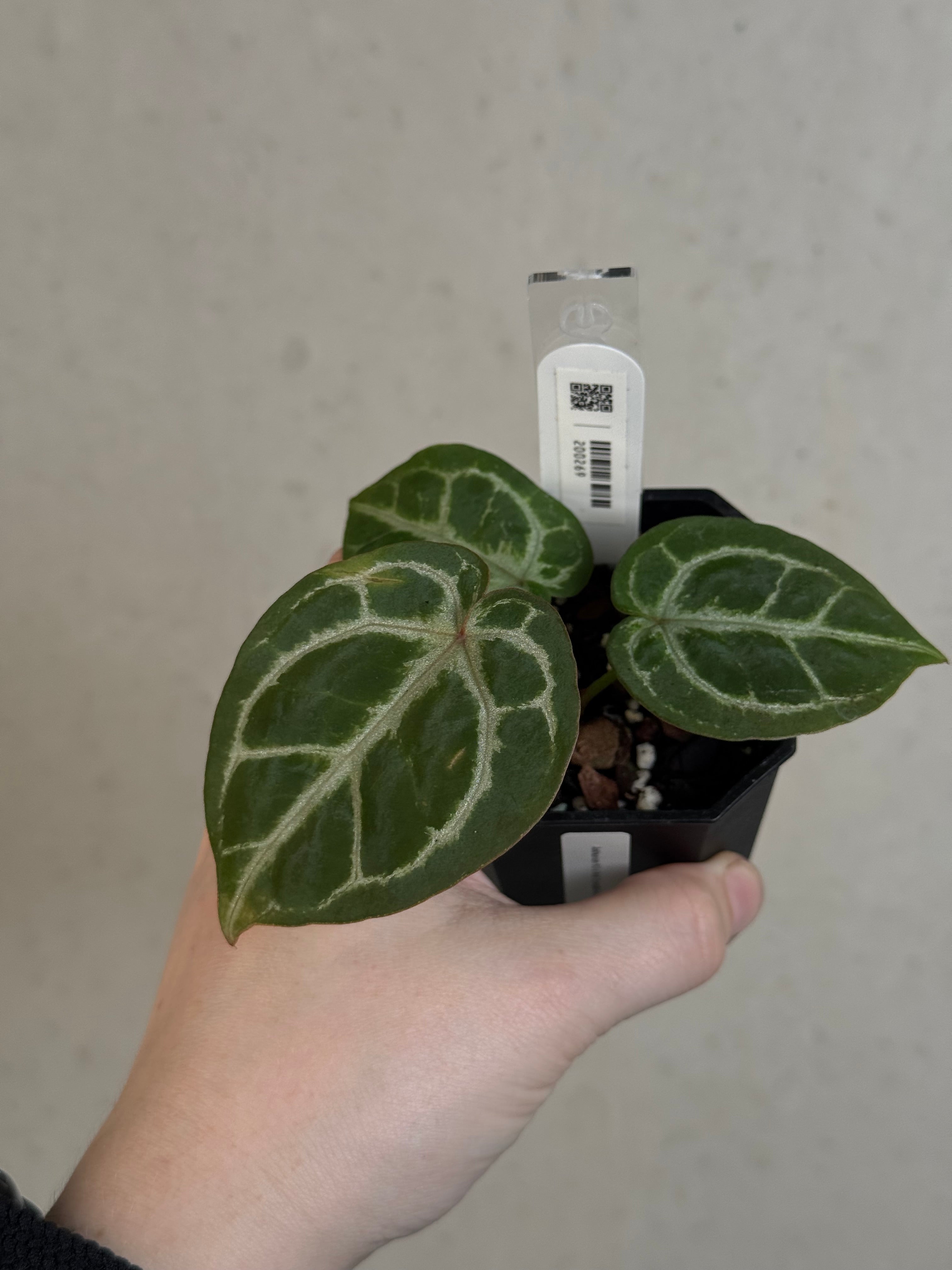 Anthurium HU x Red Crystallinum