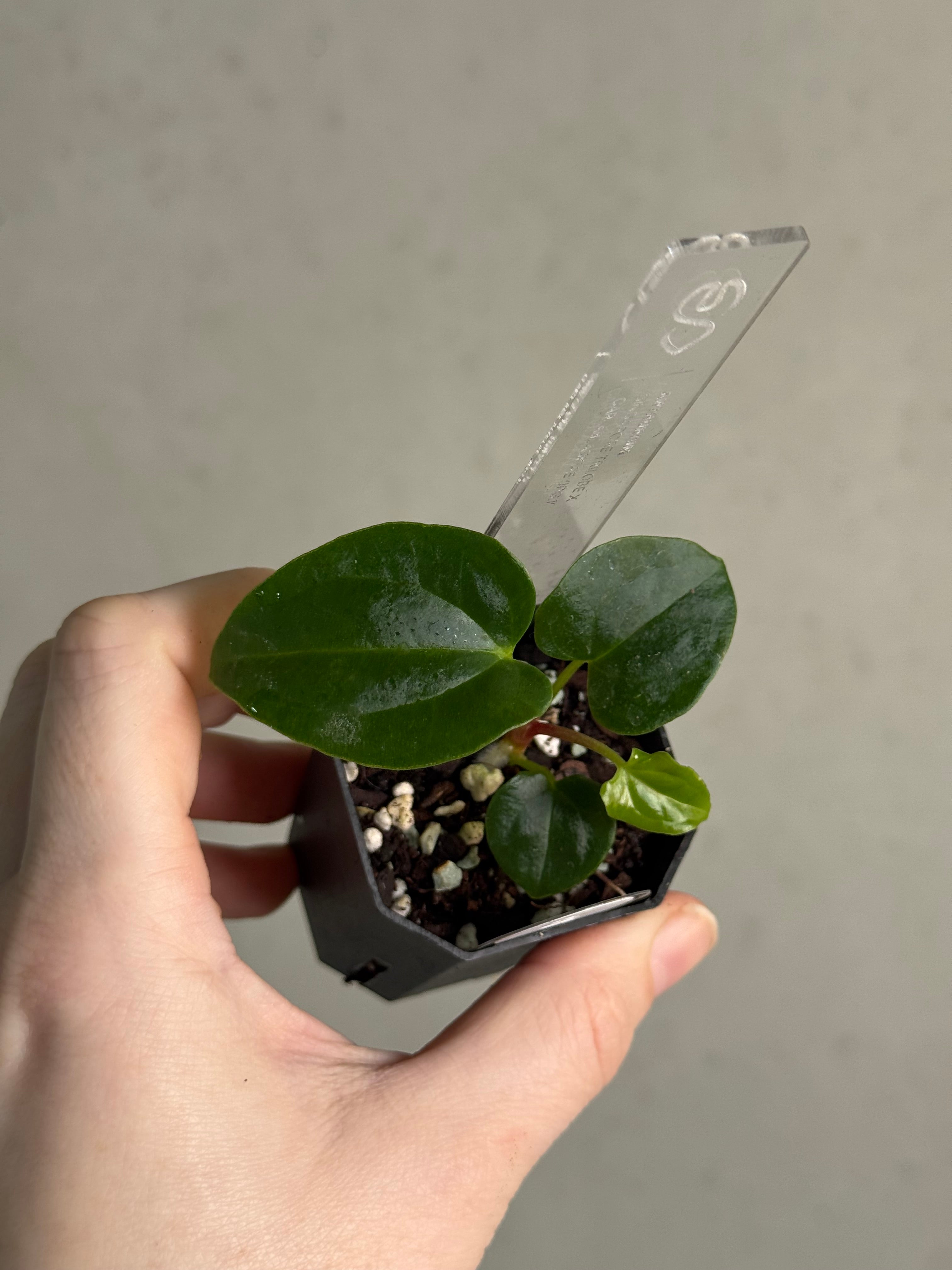 Anthurium Singapore Trilobe x Carlablackiae ‘JPG.1’ - SMUKHI