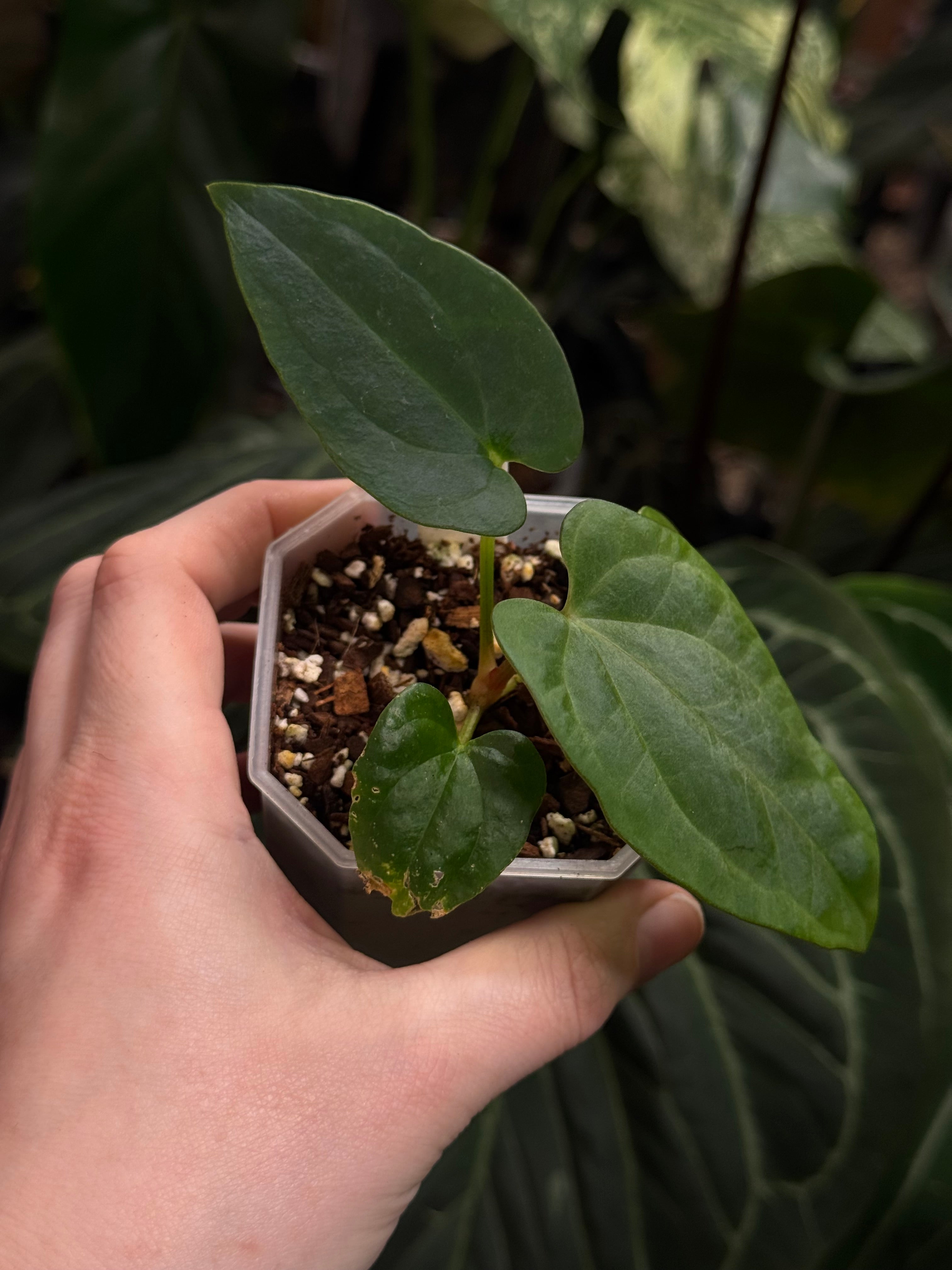 Anthurium Dressleri NSE 'Obsidian' x RG