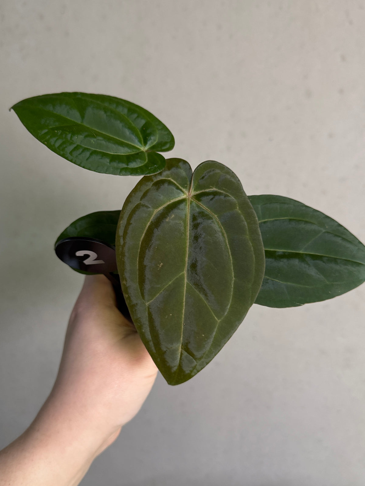 SMUKHI Anthurium Michelle plant with vibrant green leaves and red spathes, displayed in a decorative pot.
