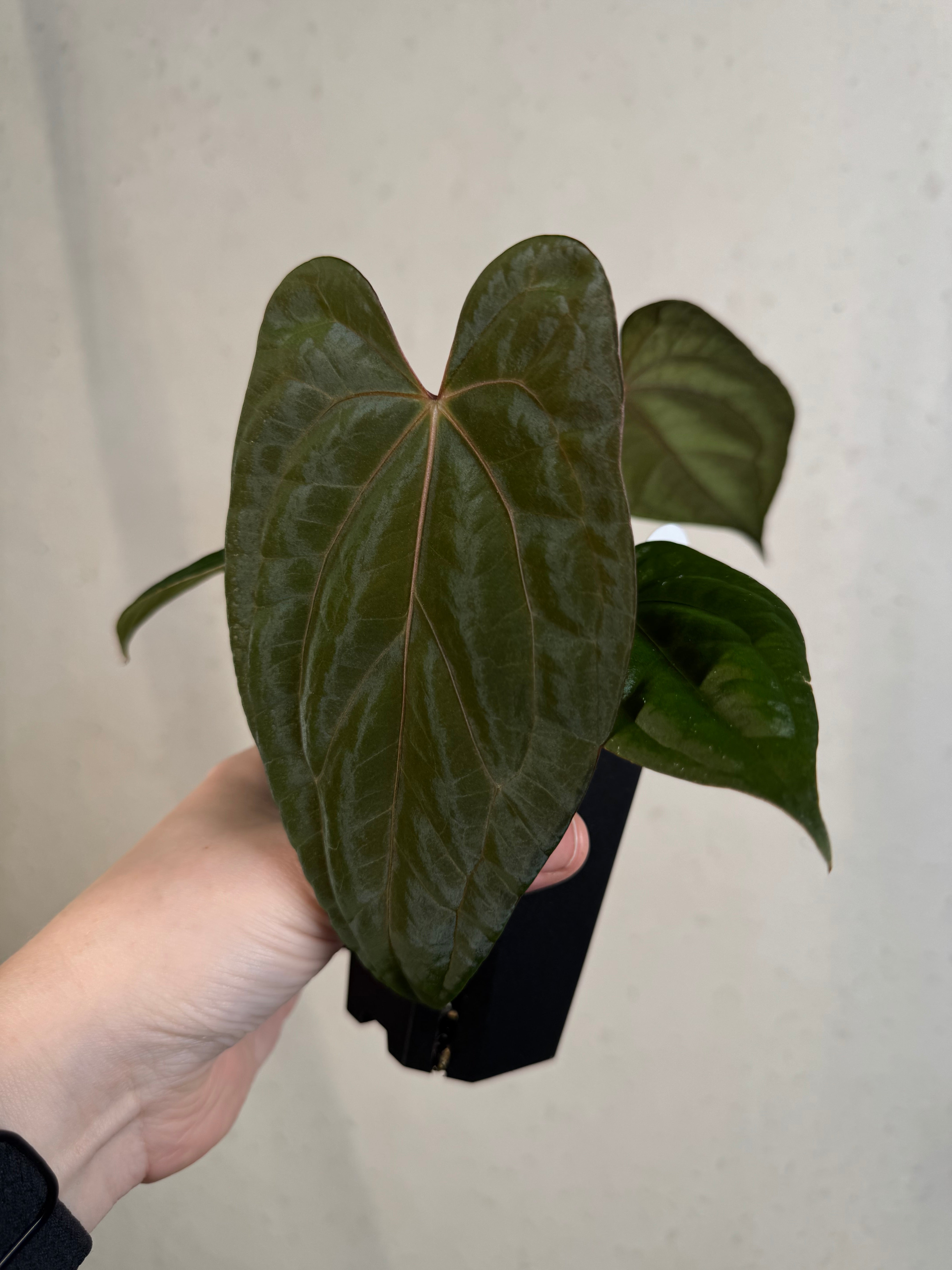 Anthurium ‘Sherpa’ (Dark Phoenix x RVDP) - Clone