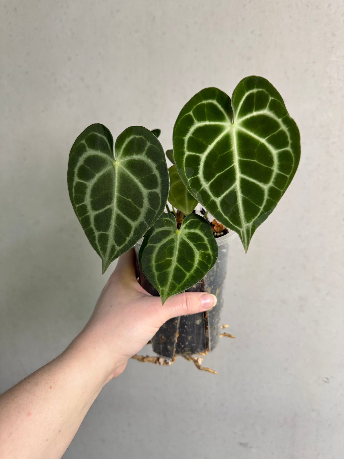 Anthurium King Clarinervium ‘Sulanjana’ plant with dark green, heart-shaped leaves and prominent white veins, potted in a decorative container.