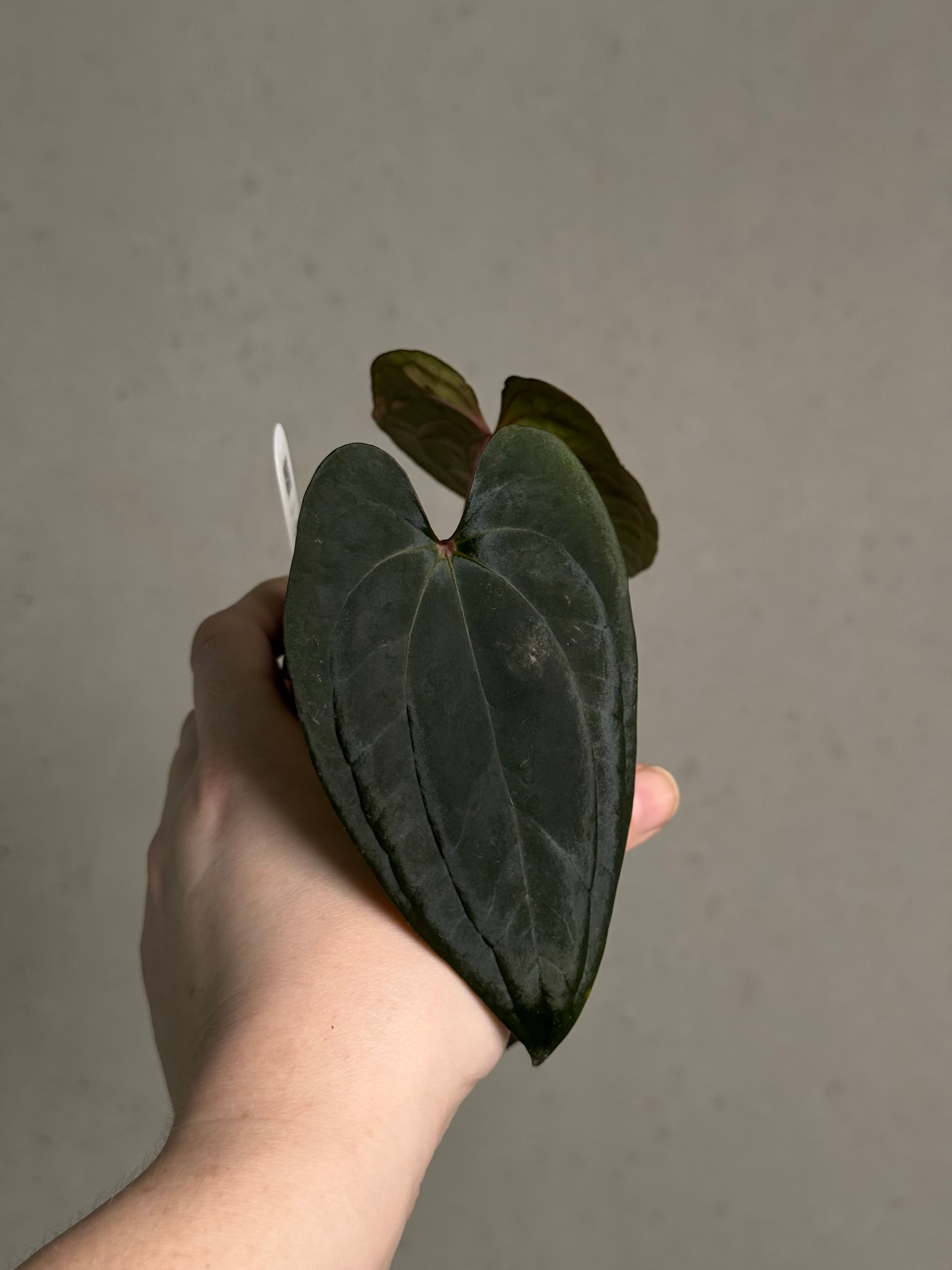 Anthurium ‘Sherpa’ (Dark Phoenix x RVDP) #2  - Clone - SMUKHI