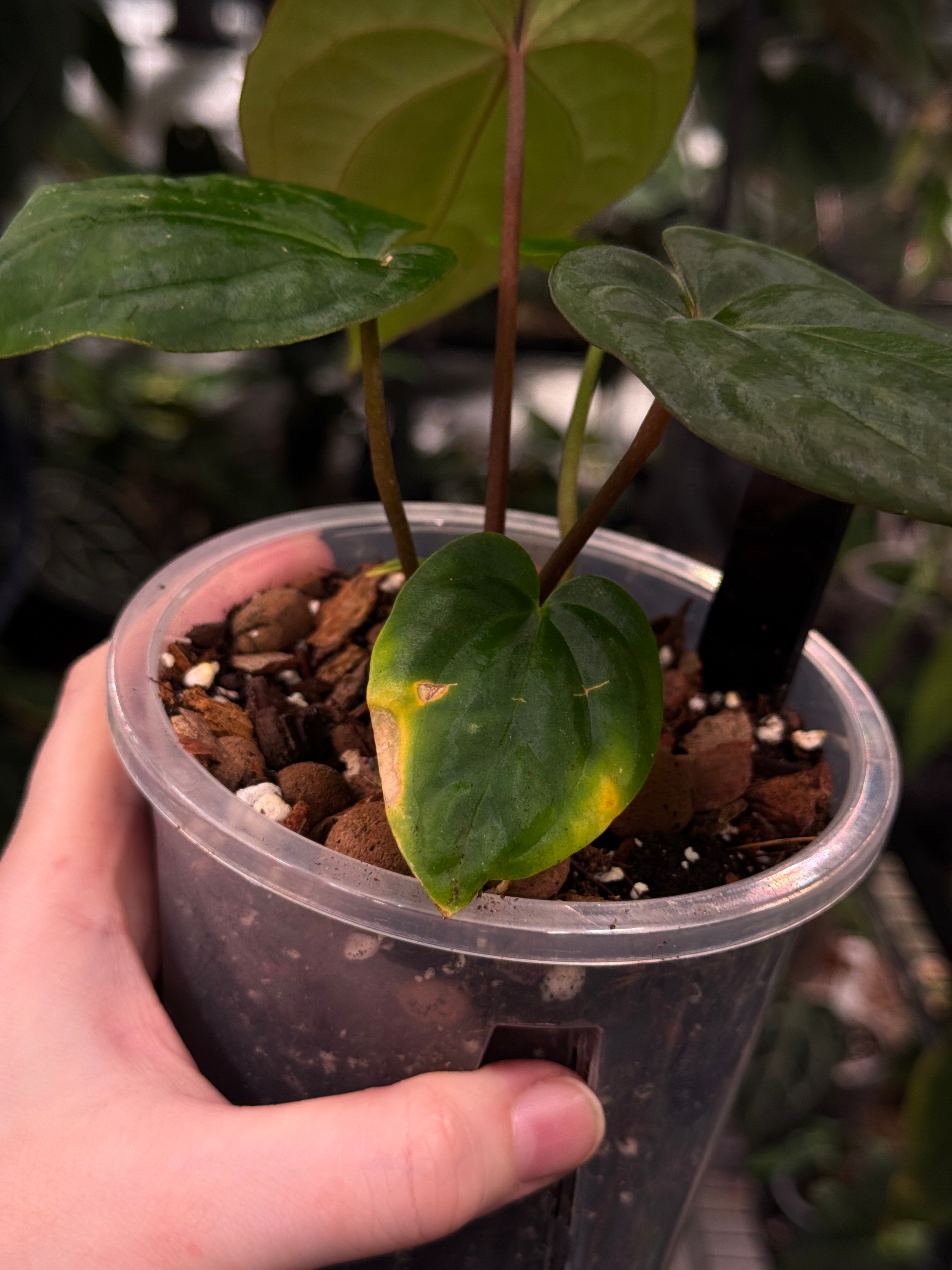 Anthurium Antolakii / BVEP RF1 x 'Dark Star'