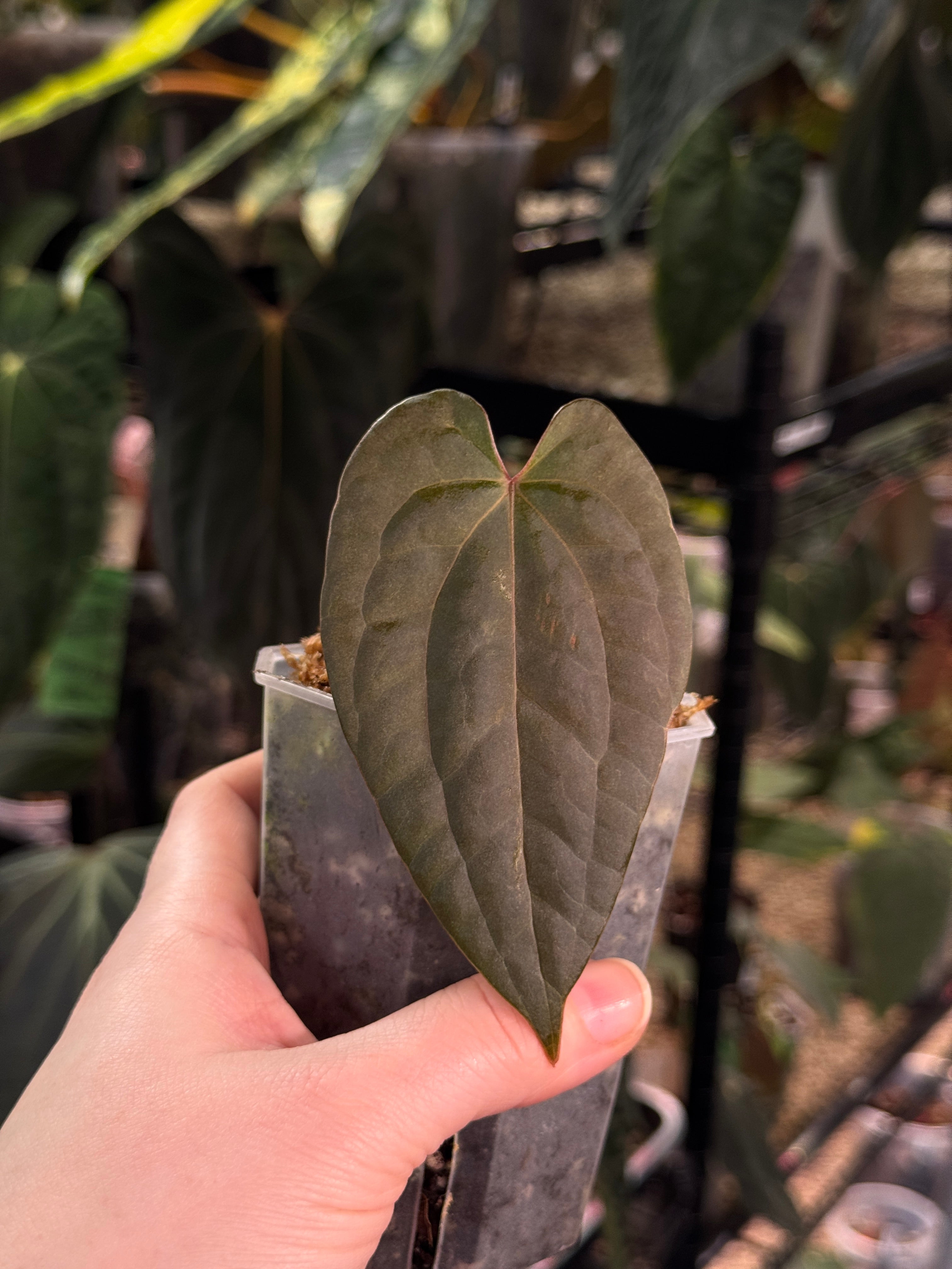 Anthurium FSxRL 'Grim Reaper' x Luxurians 'Black Noir' - Clone