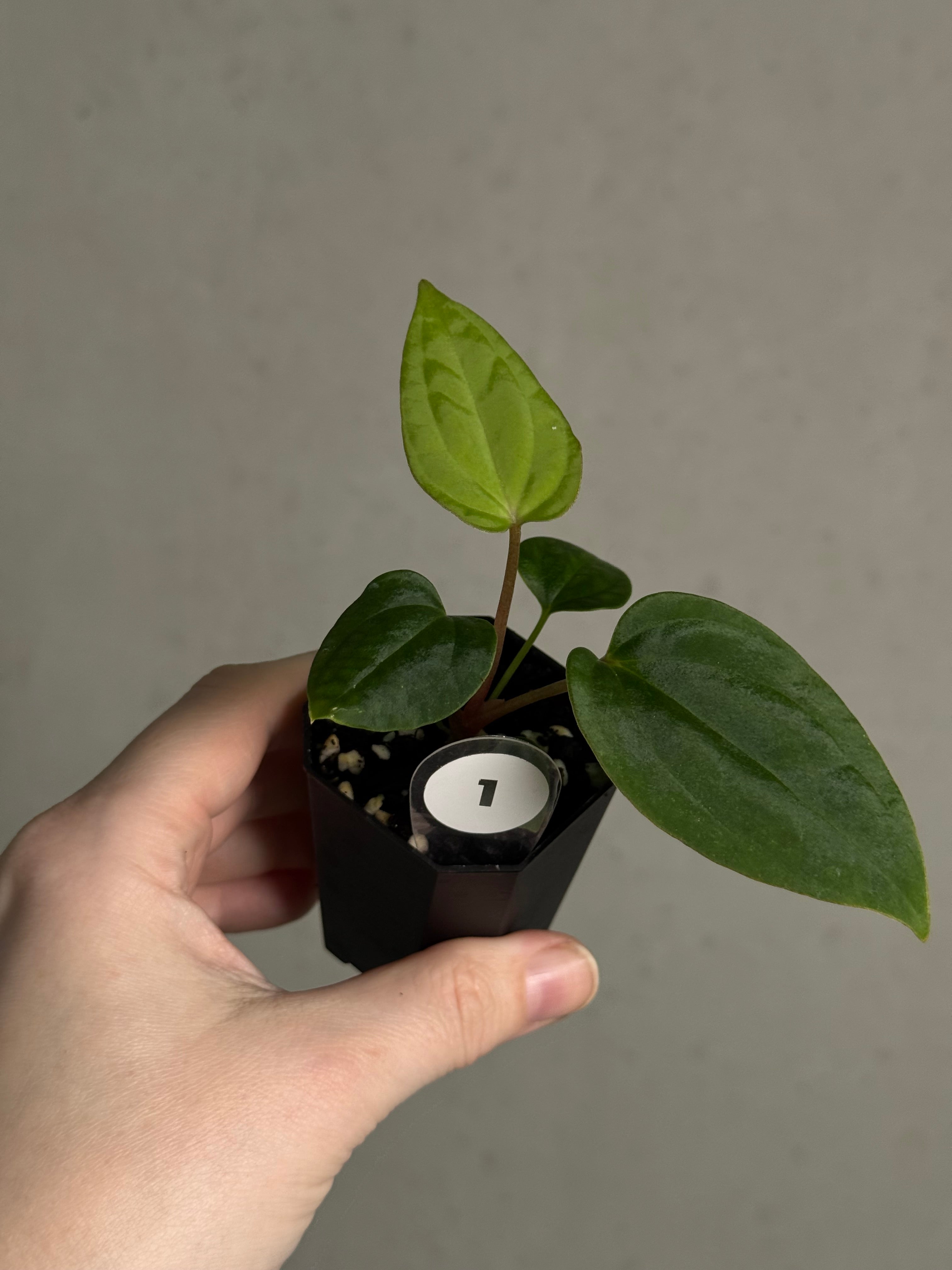 Anthurium BVEP ('Oliver' x self) x (‘Round' x 'Felix') - SMUKHI