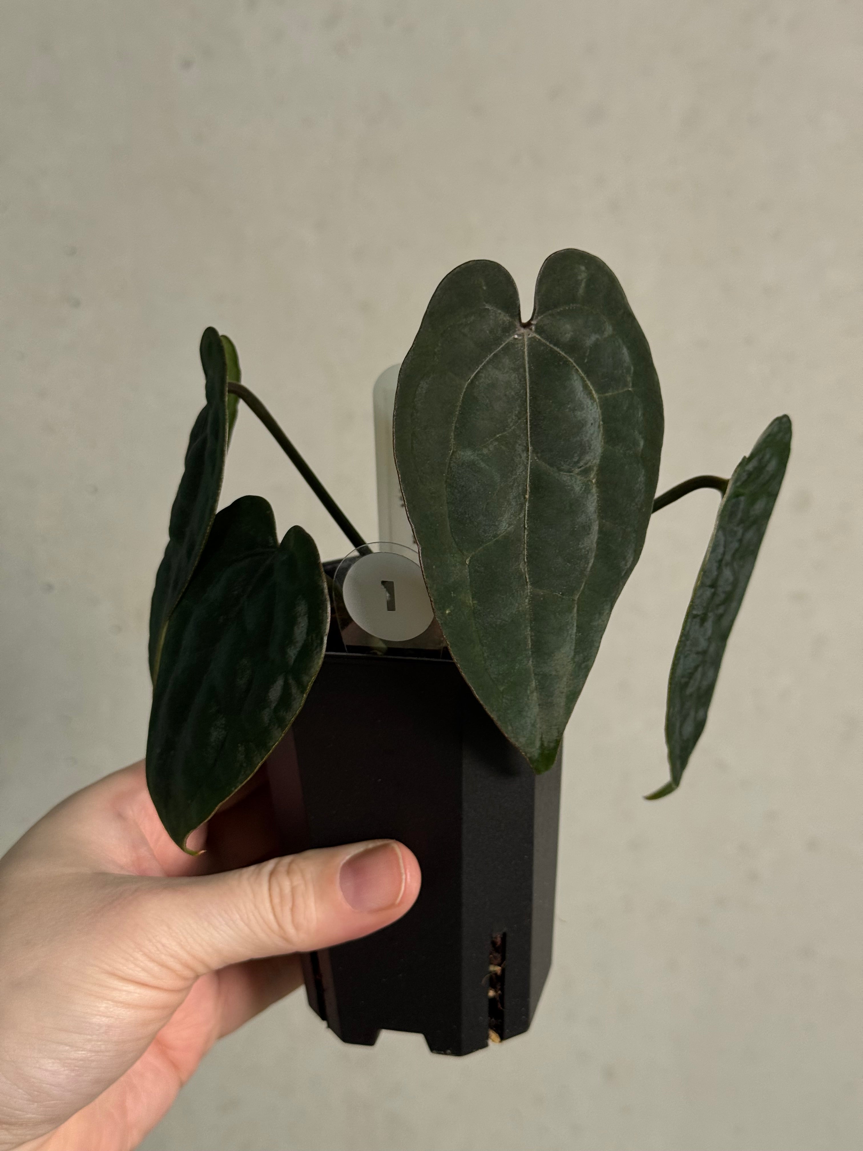 Anthurium Ace Of Spades Dark Form F1 (SKG) - SMUKHI