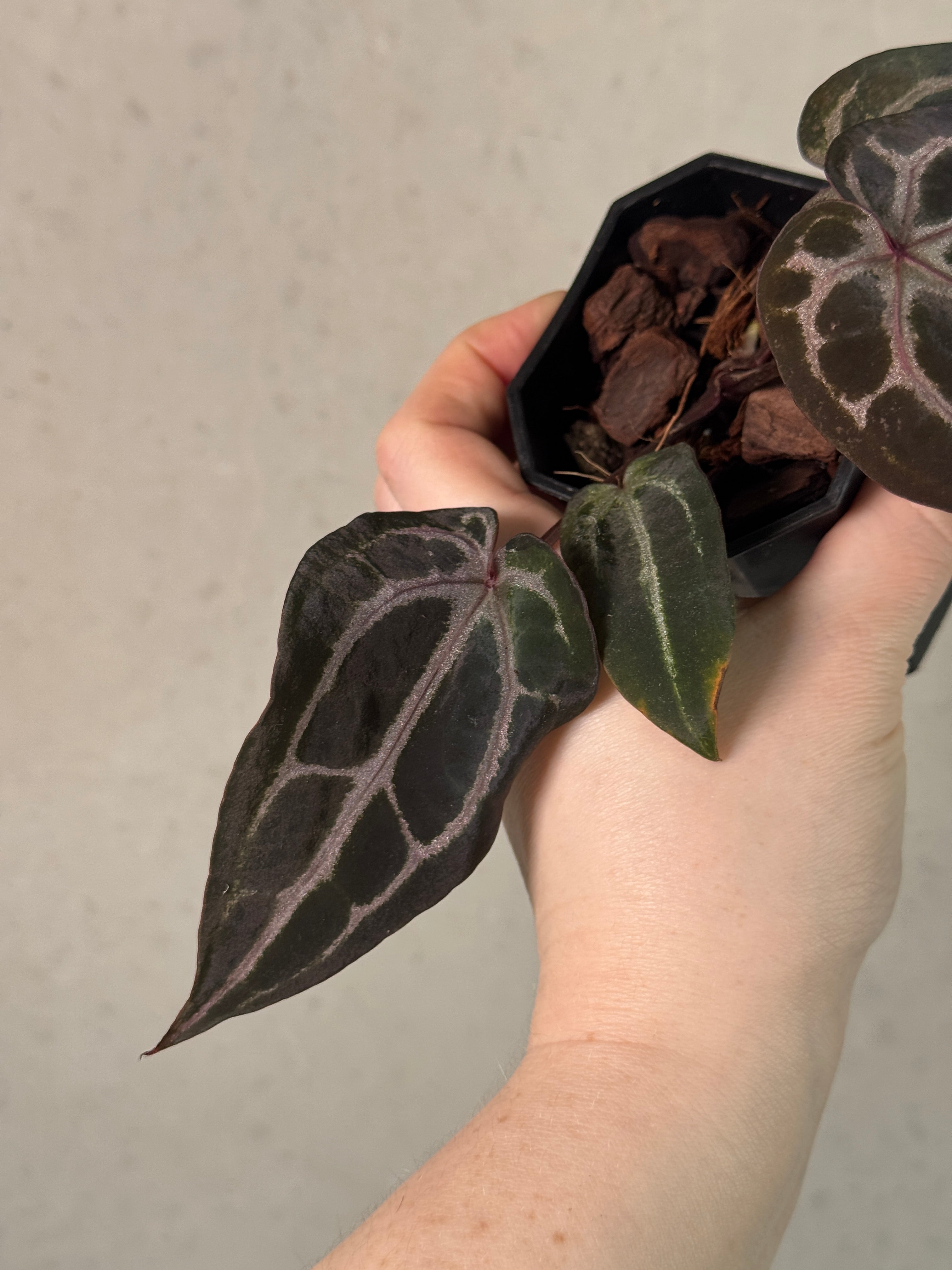 Anthurium DocBlock [Lost Tag] - Clone - Pre-order