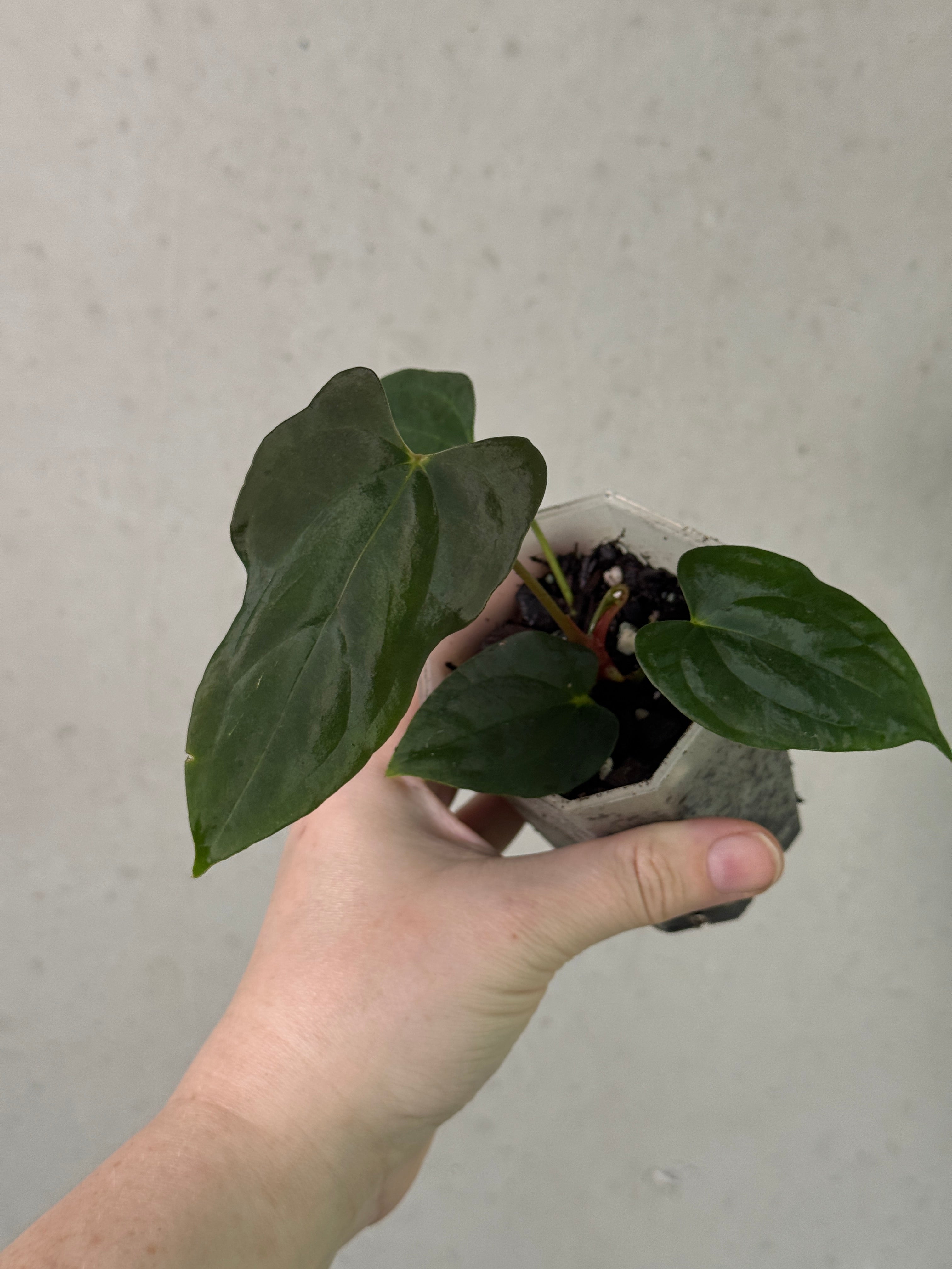 Greenhues Anthurium RLxFS x FSxRL plant with vibrant green leaves and distinctive red spathes, displayed in a pot.