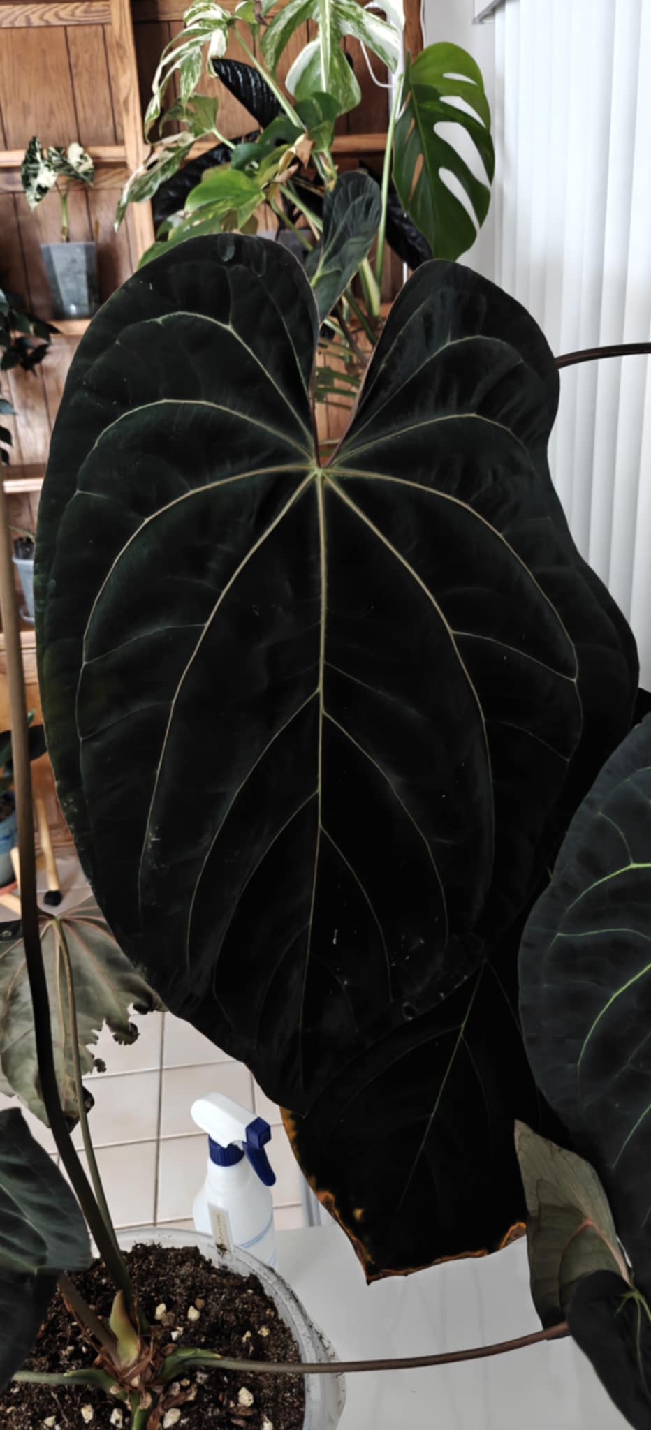 Anthurium (Papillilaminum A+ x Michelle) x (Carlablackiae x FSxRL)
