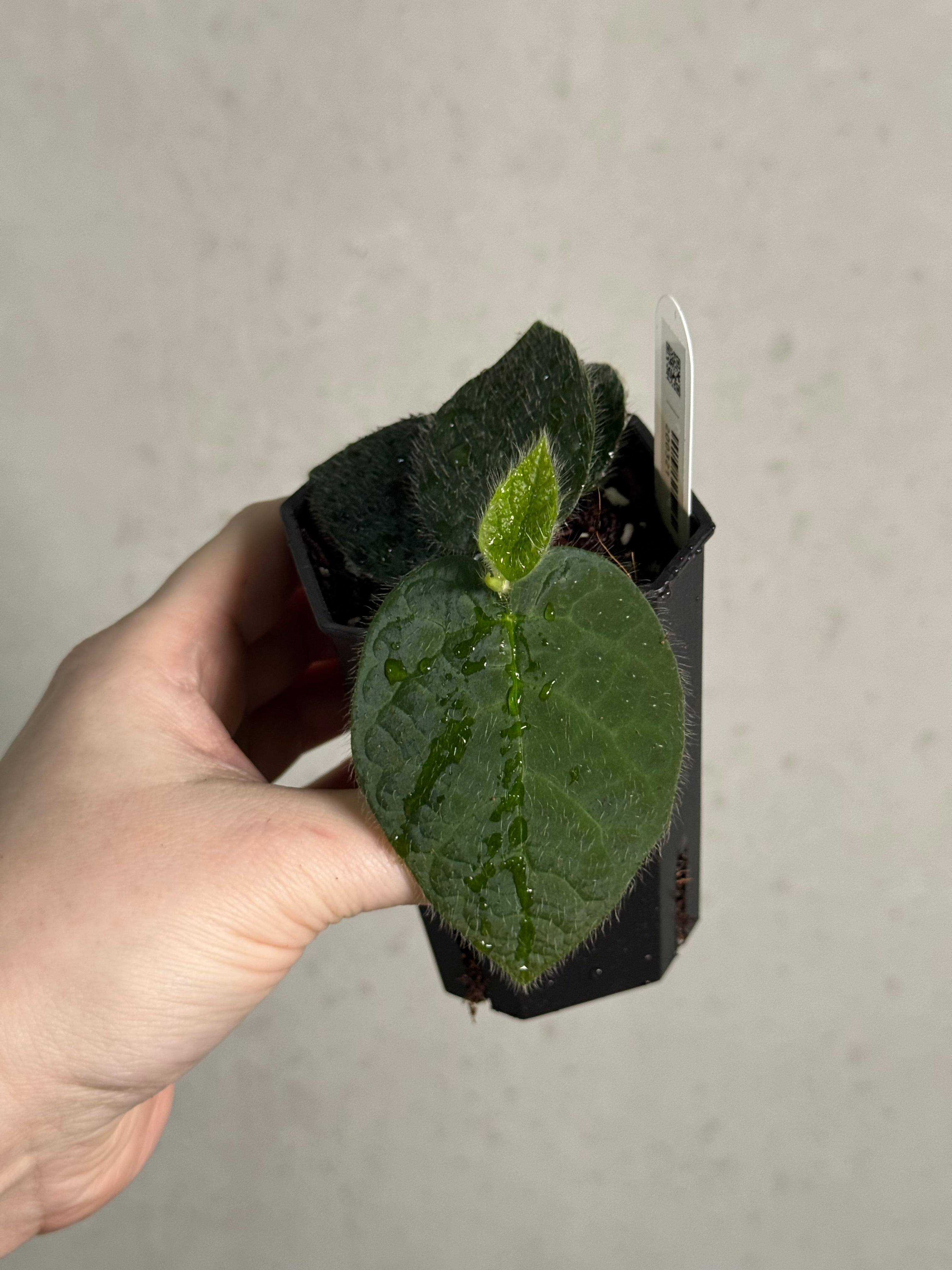 Ficus Villosa - Pre-order - SMUKHI