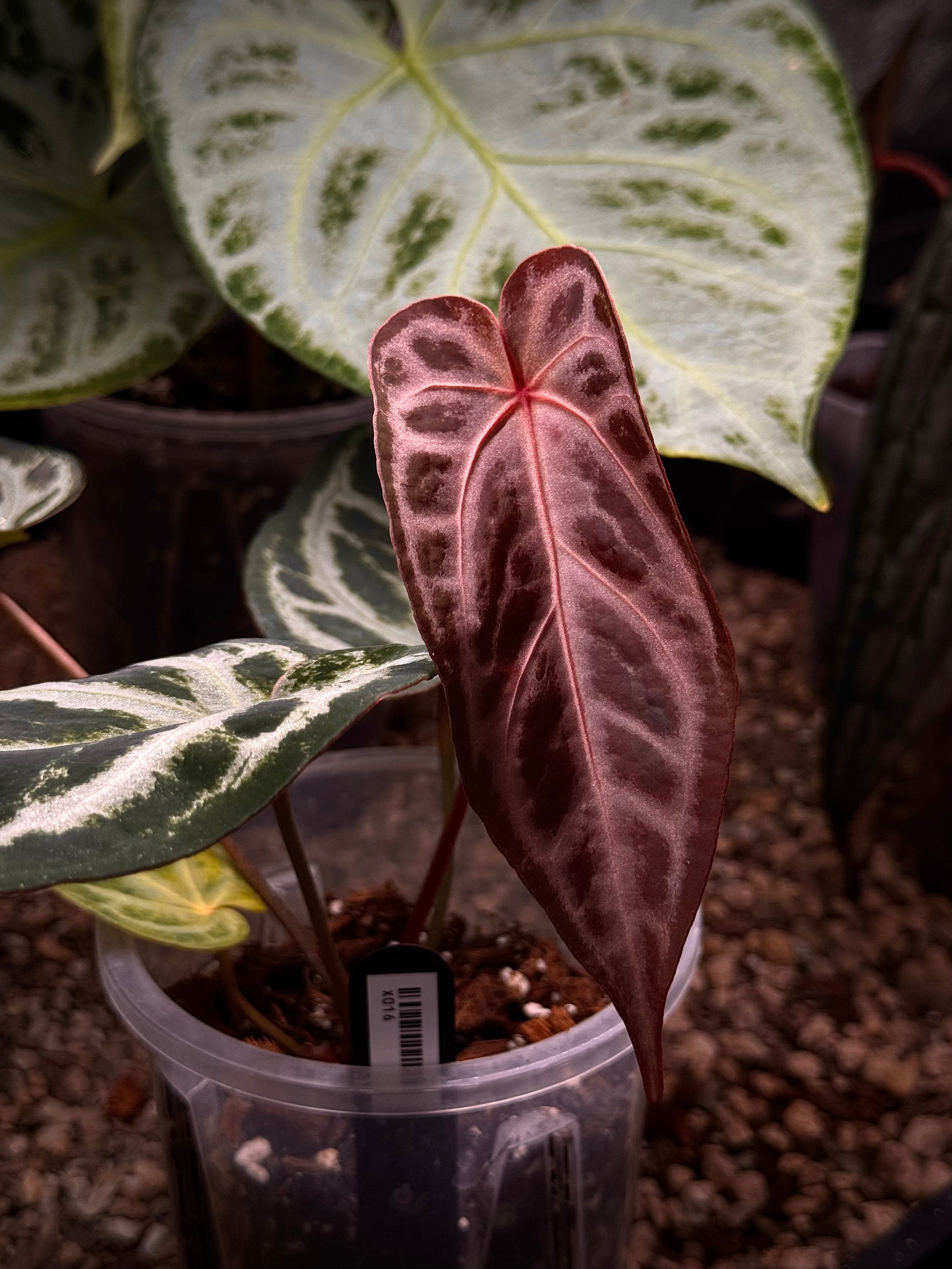 NFS: Anthurium Red Crystal Blush '2' x '1'