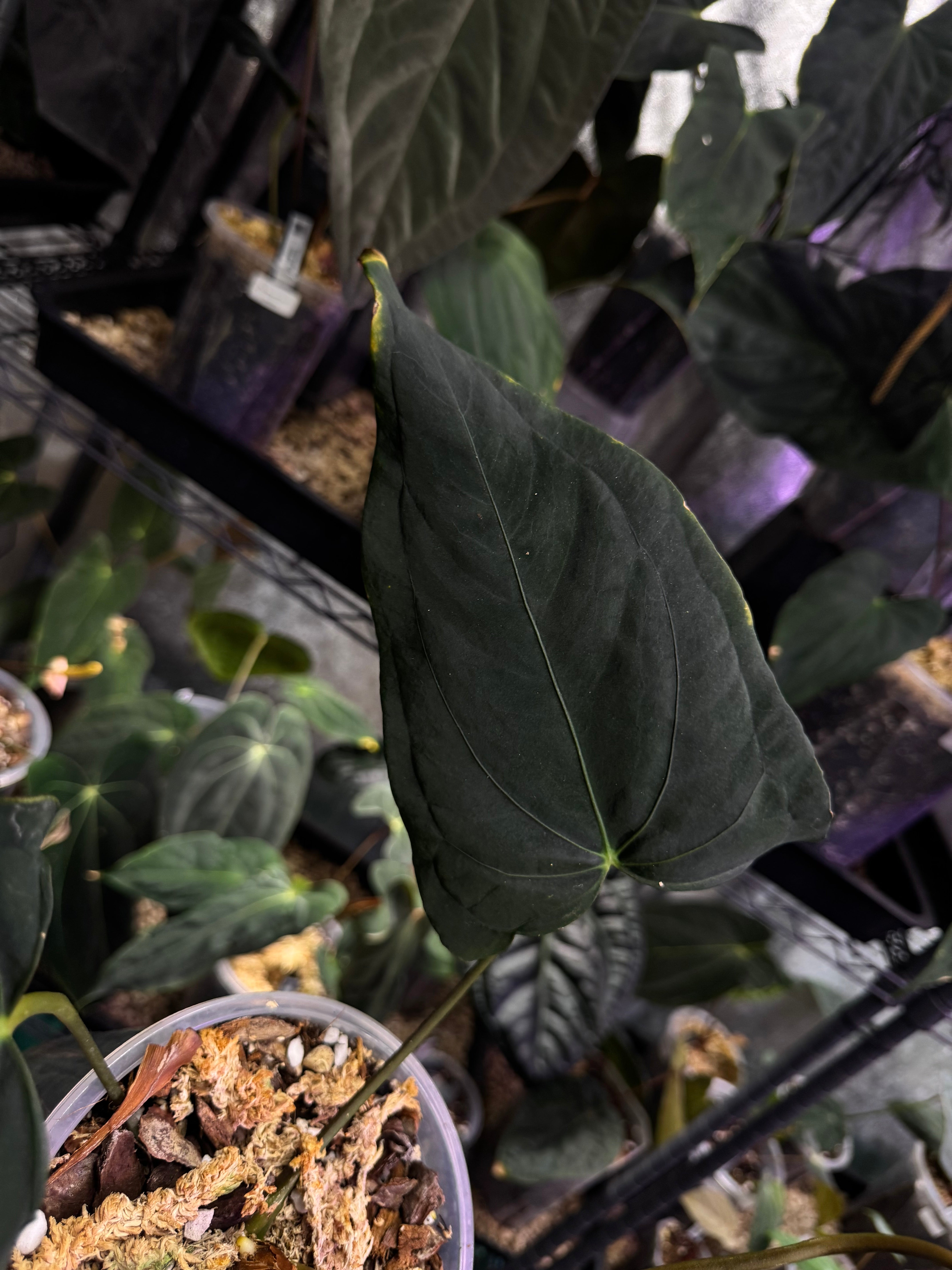 NFS: Anthurium Dark Phoenix x Dark Phoenix - Wide Sinus Mutation