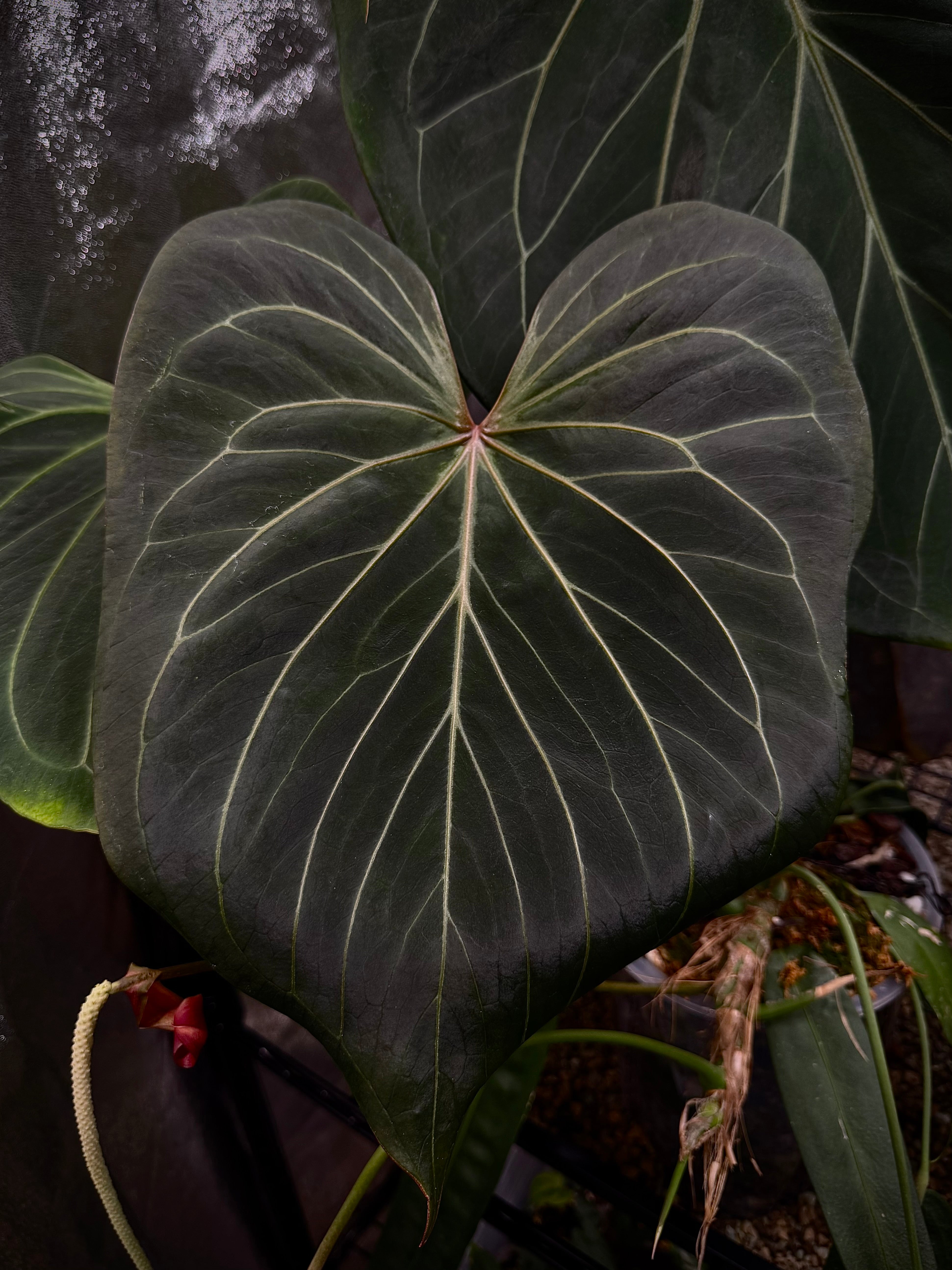 NFS: Anthurium HU ‘Round Heart’