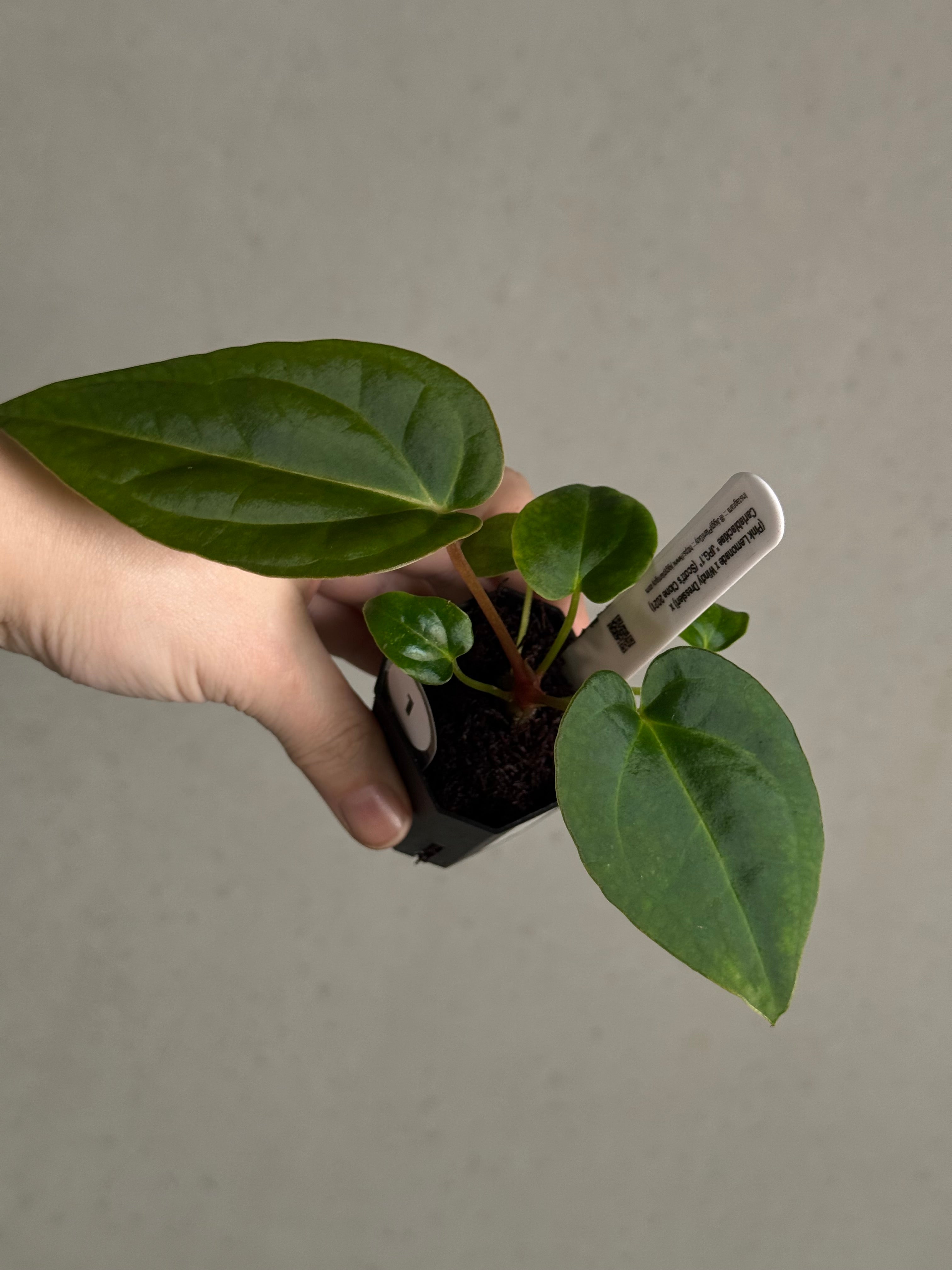 Anthurium (‘Pink Lemonade’ x Windy Dressleri) x Carlablackiae JPG.1