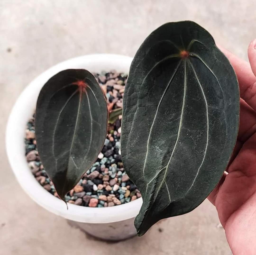 Anthurium 'Red Spider' - OG Clone