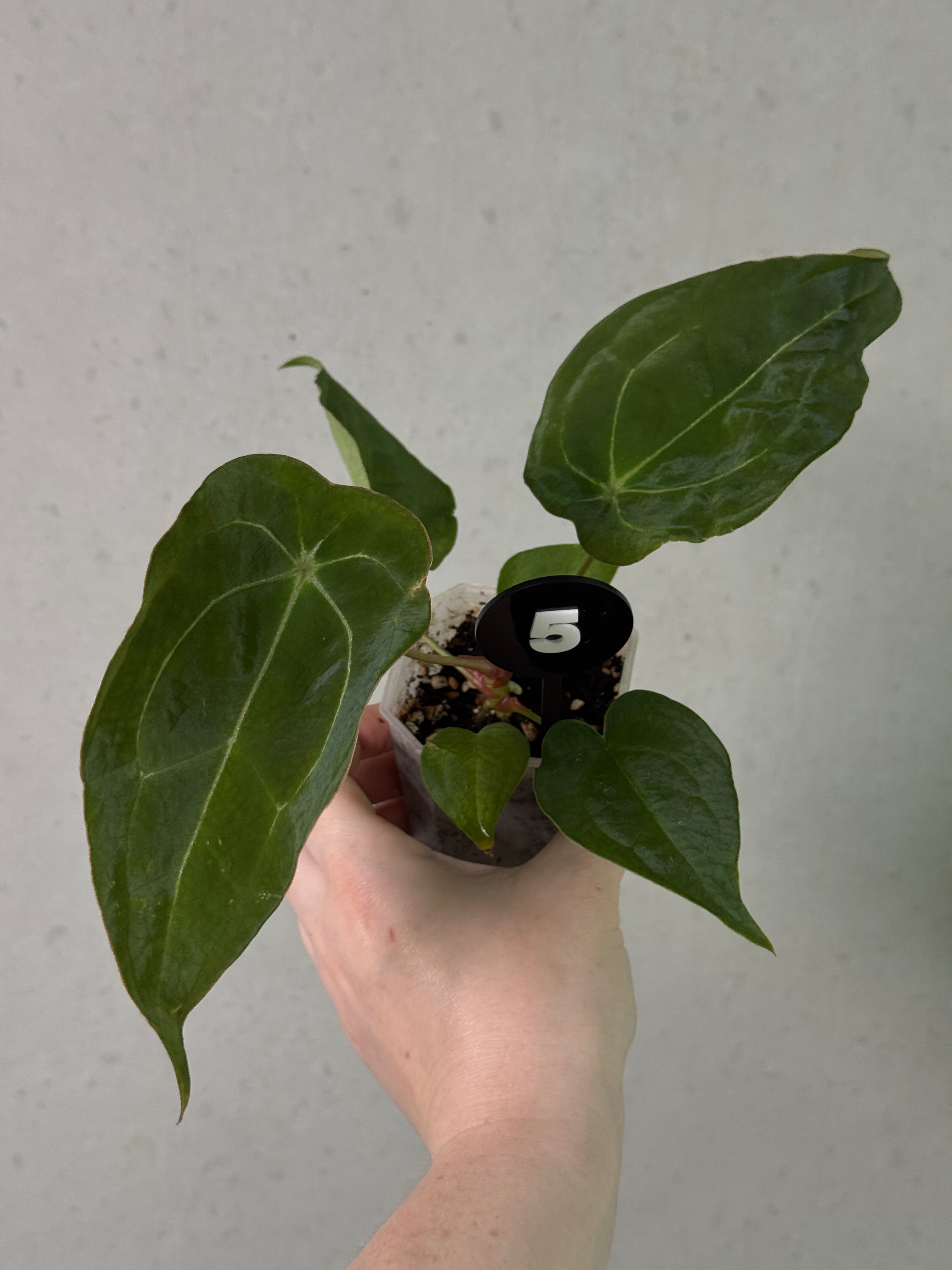 SMUKHI Anthurium Forgetii x Open plant with lush green leaves and distinctive silver markings, natural indoor decorative plant.